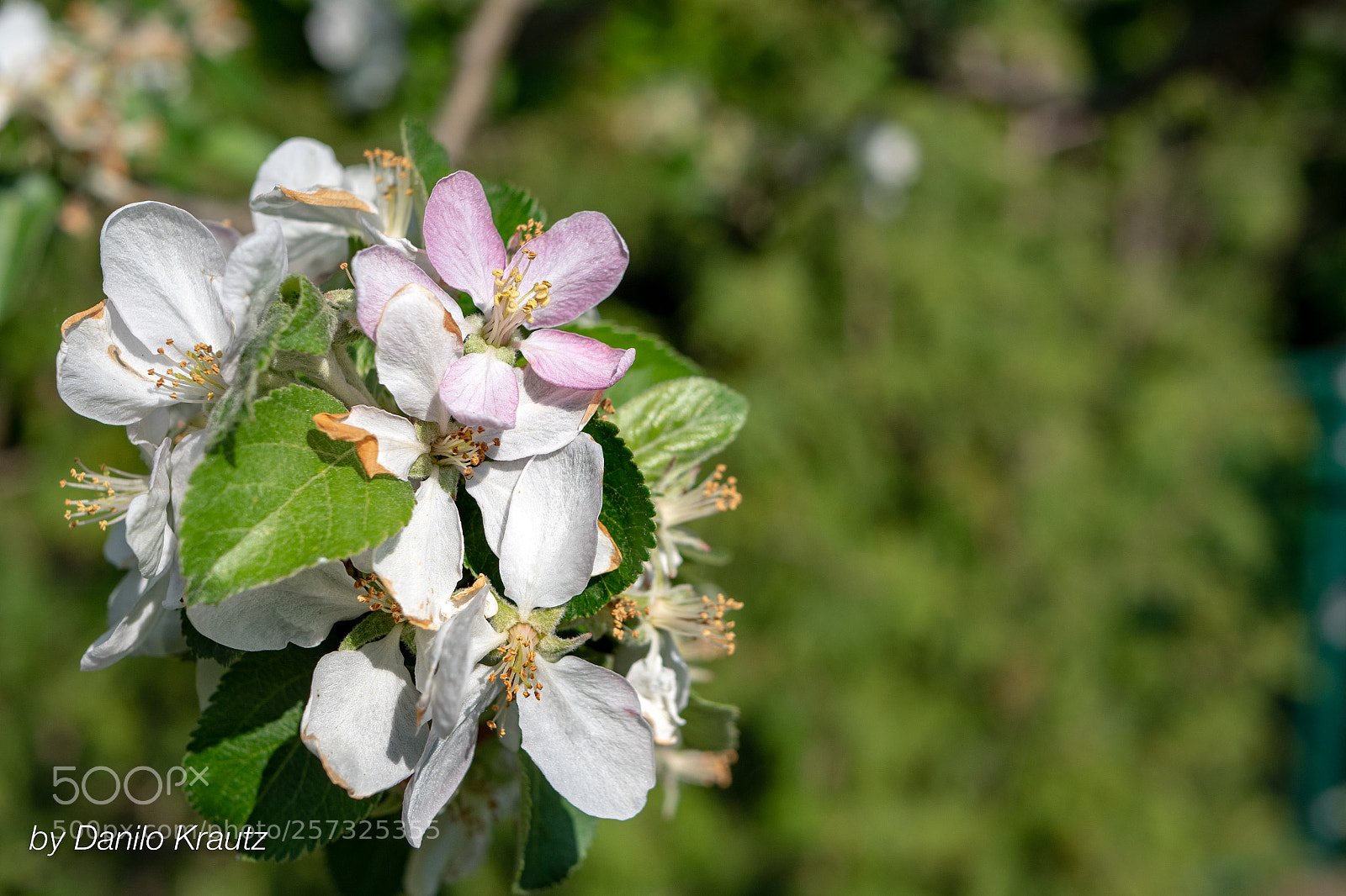 Panasonic Lumix DC-G9 sample photo. 20180429162430_0001.jpg photography