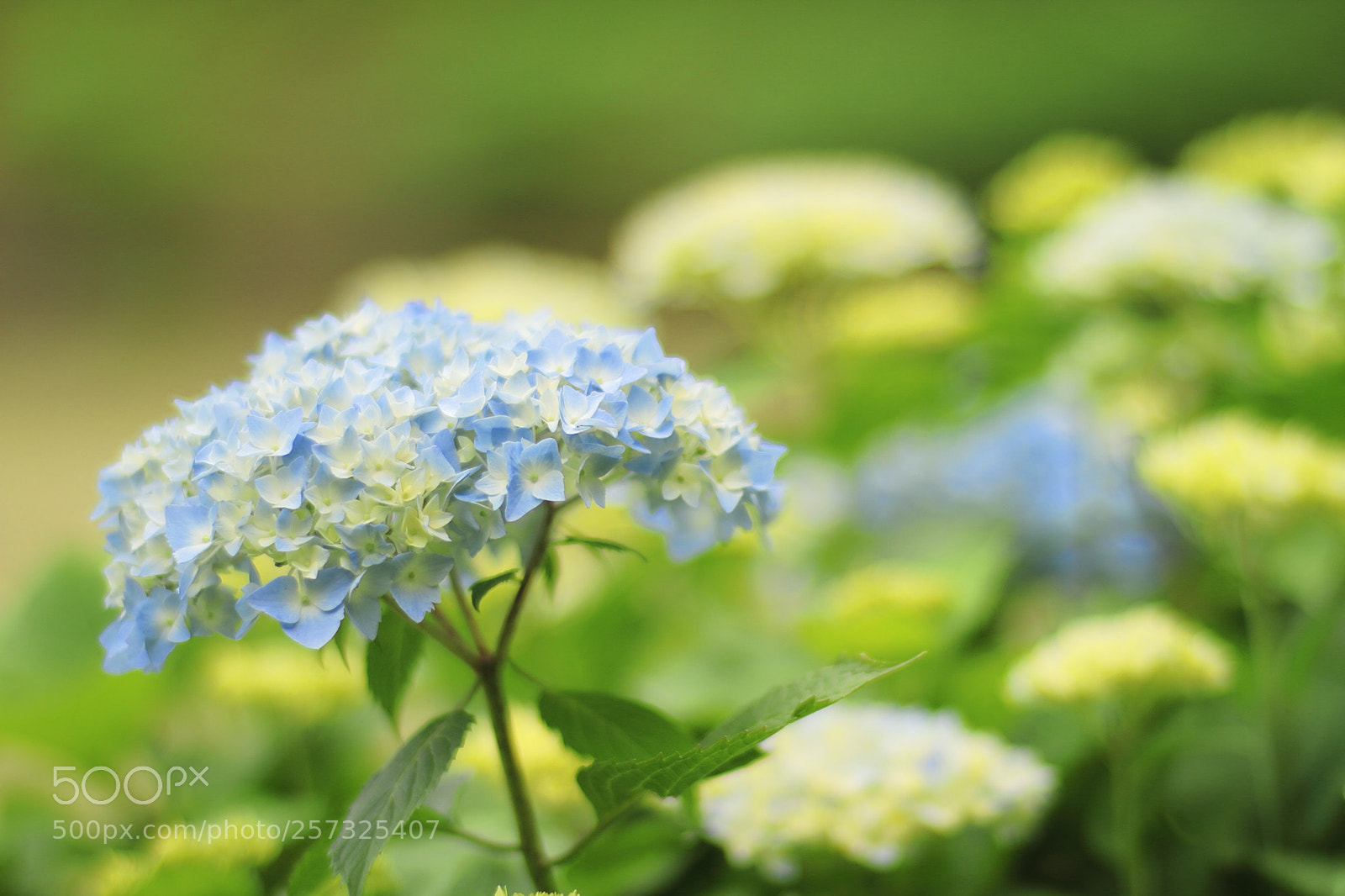 Canon EOS 7D + Canon EF 50mm F1.8 II sample photo. Hydrangea flower photography