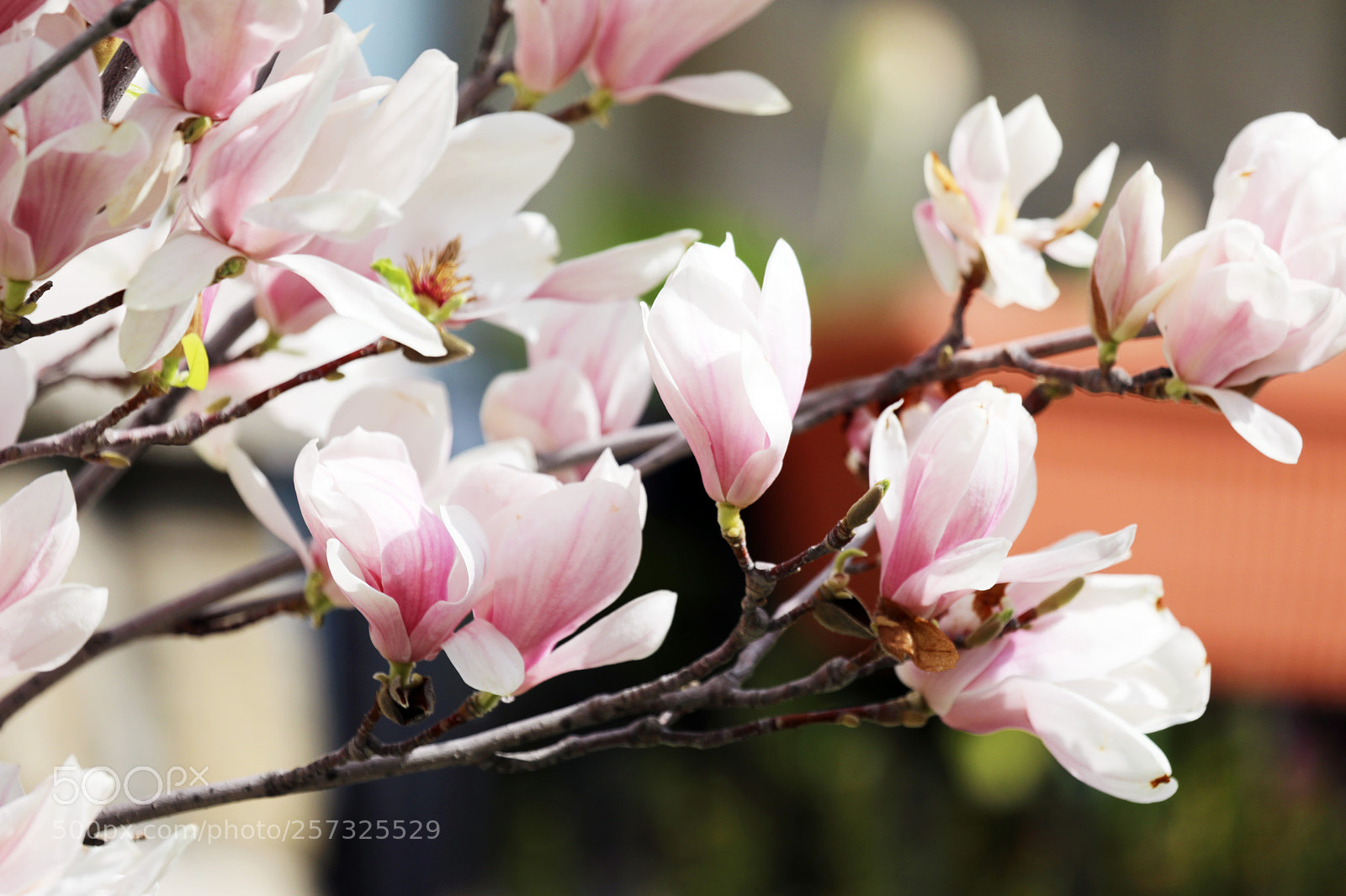 Canon EOS 5D Mark IV sample photo. Magnolia tree in blossom photography