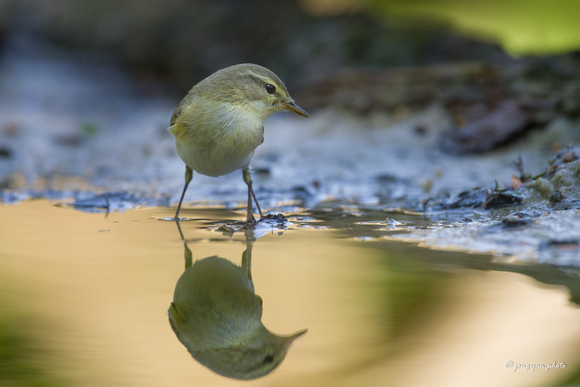 Pentax K-1 Mark II sample photo. Willow warbler photography