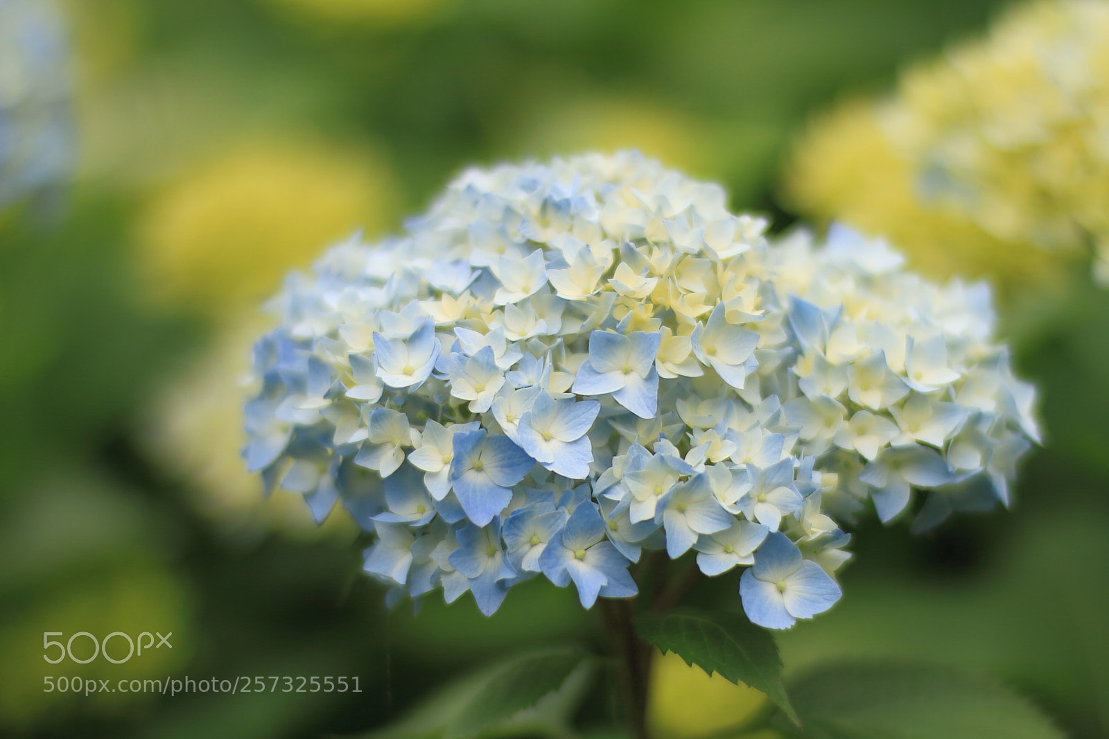 Canon EOS 7D + Canon EF 50mm F1.8 II sample photo. Hydrangea flower photography