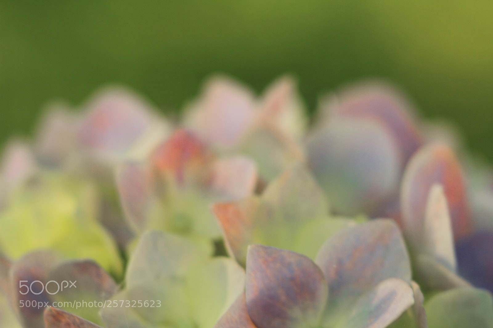 Canon EOS 7D + Canon EF 50mm F1.8 II sample photo. Ihydrangea flower photography