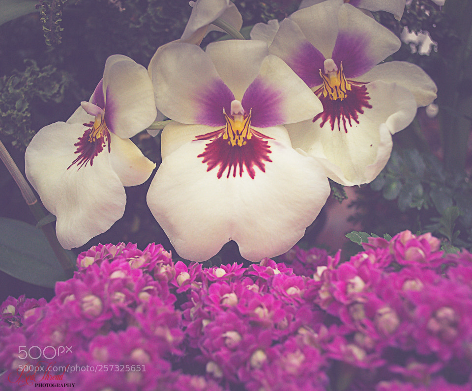 Nikon D3200 sample photo. Flowers photography