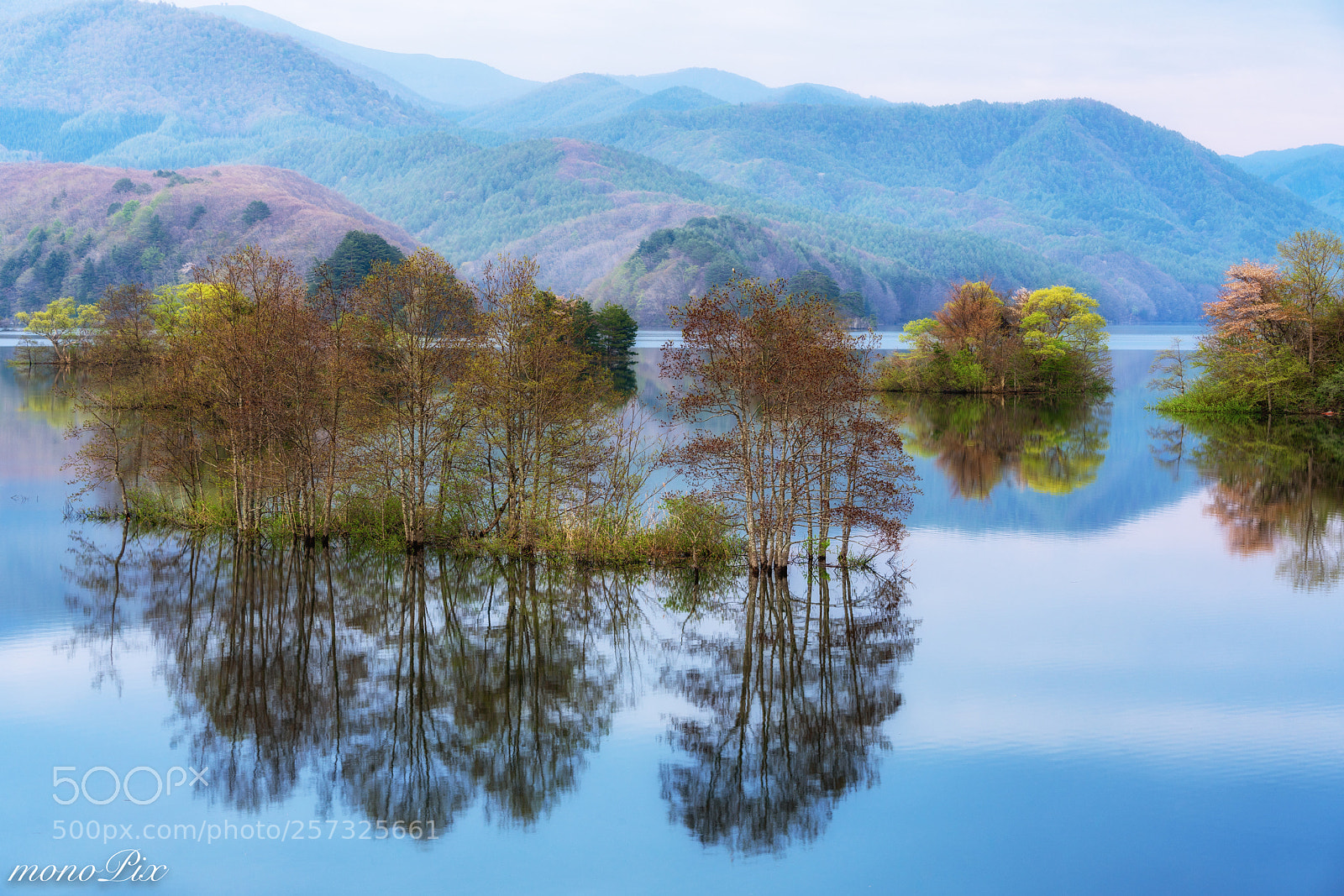 Sony a7R III sample photo. Floating trees photography