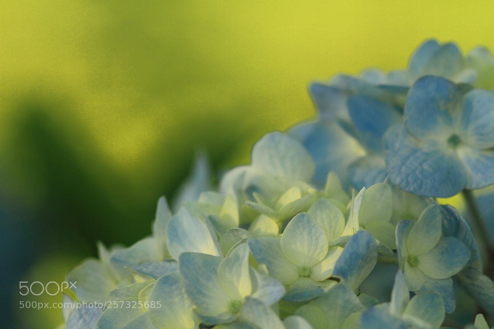 Canon EOS 7D + Canon EF 50mm F1.8 II sample photo. Hydrangea flower photography
