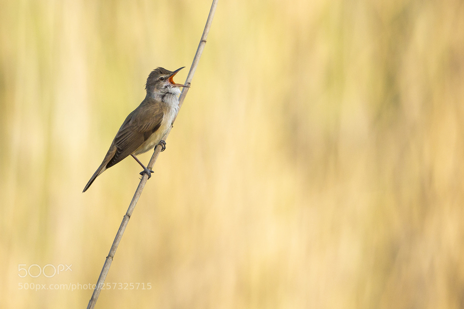 Canon EOS-1D X sample photo. Reed warbler photography