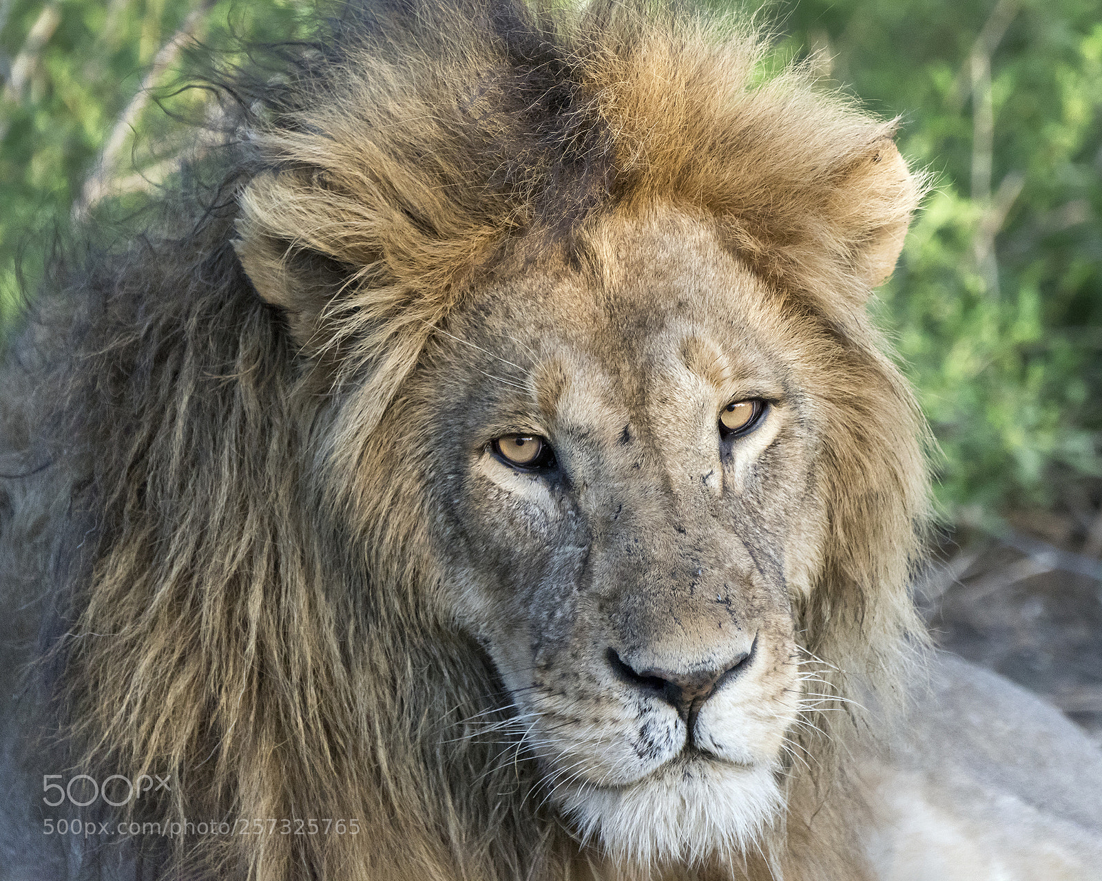 Nikon D810 sample photo. Golden-eyed stare photography
