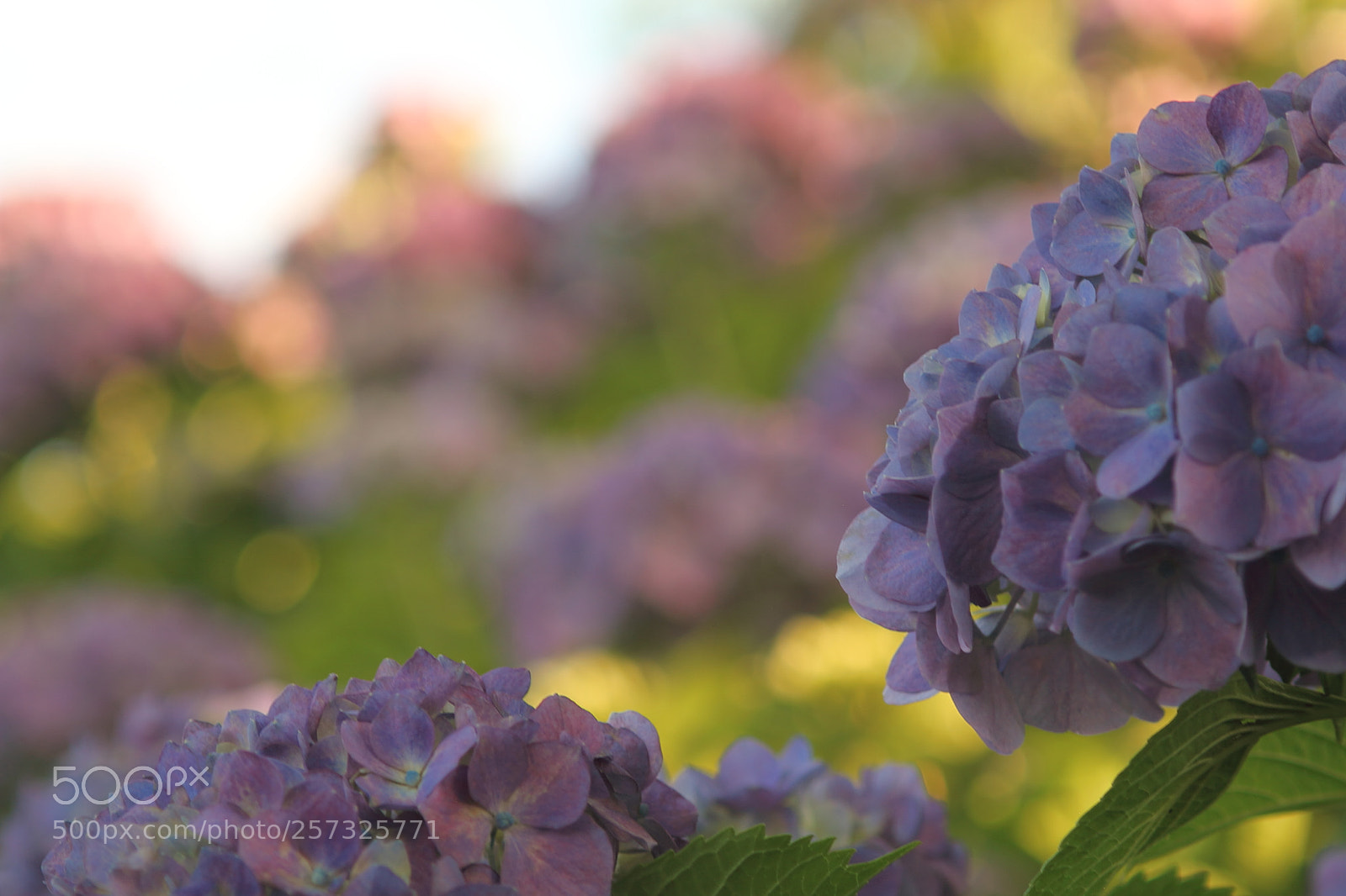 Canon EOS 7D + Canon EF 50mm F1.8 II sample photo. Hydrangea flower photography