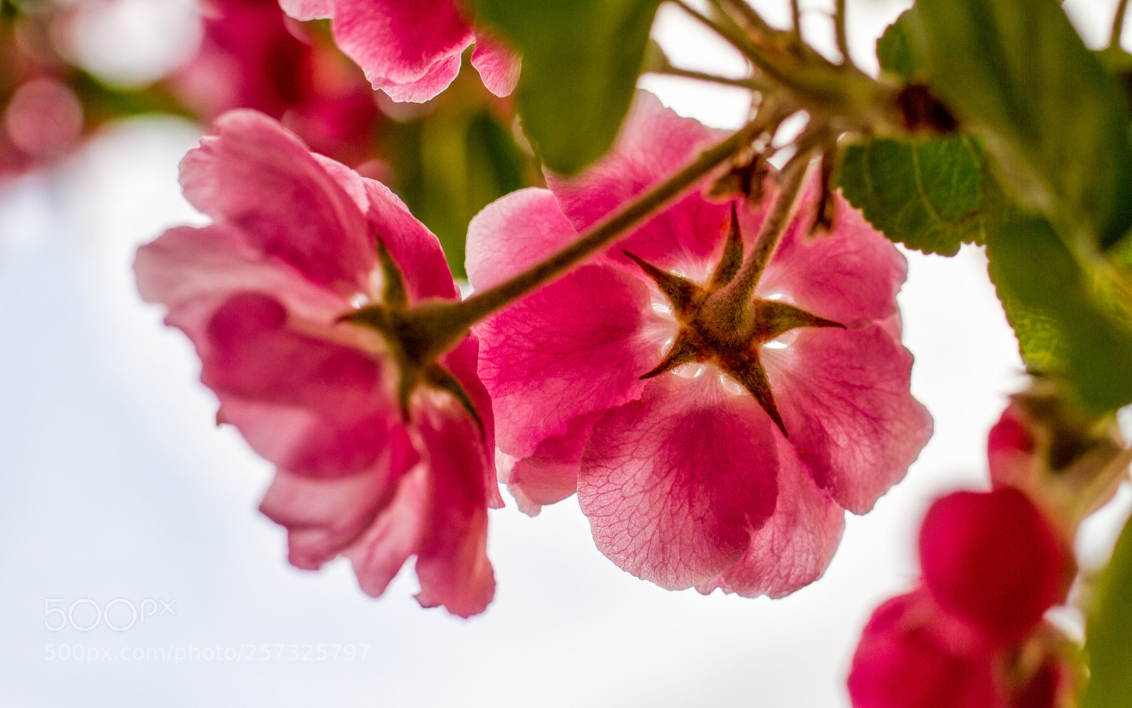 Canon EOS 7D sample photo. Brandywine crabapple blossoms photography