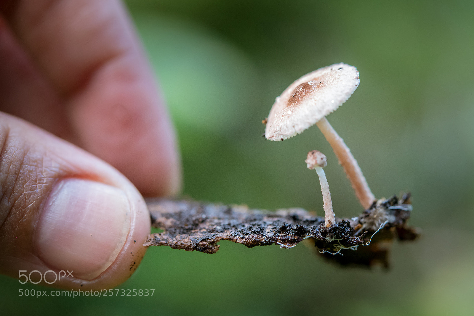 Nikon D750 sample photo. Lepiota photography