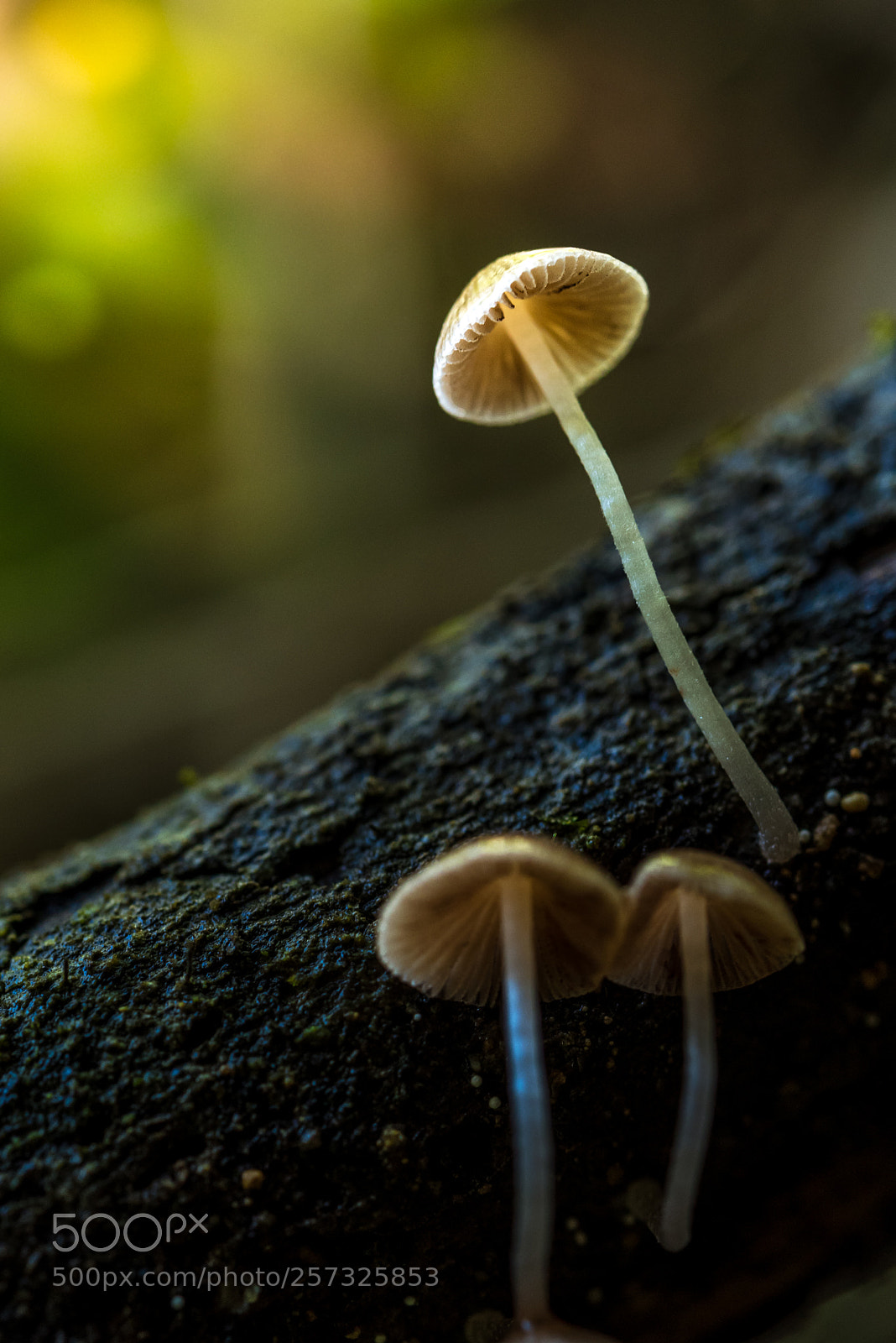 Nikon D750 sample photo. Rising photography