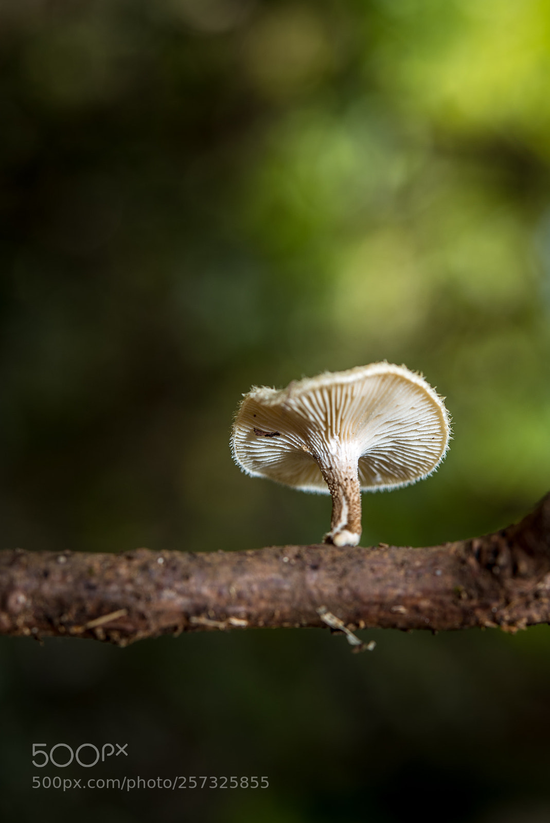 Nikon D750 sample photo. Lentinus crinitus photography