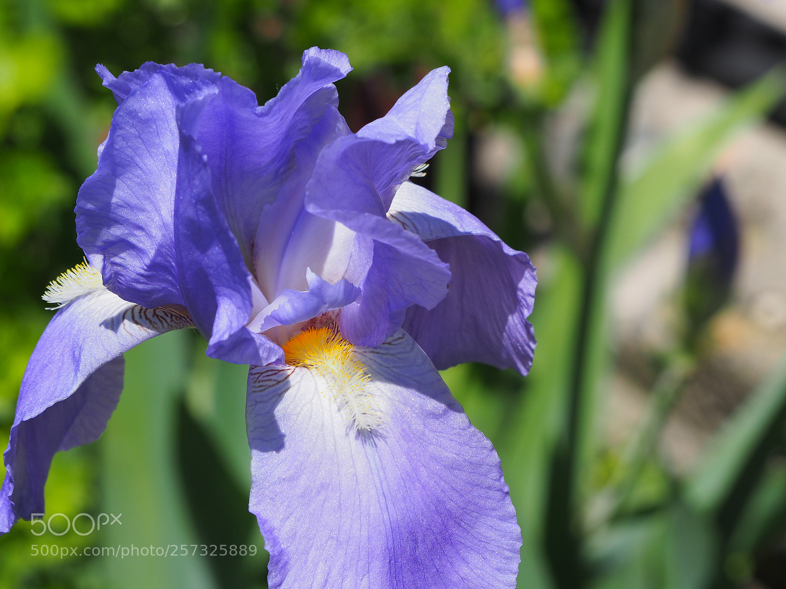 Olympus OM-D E-M10 II sample photo. Iris photography