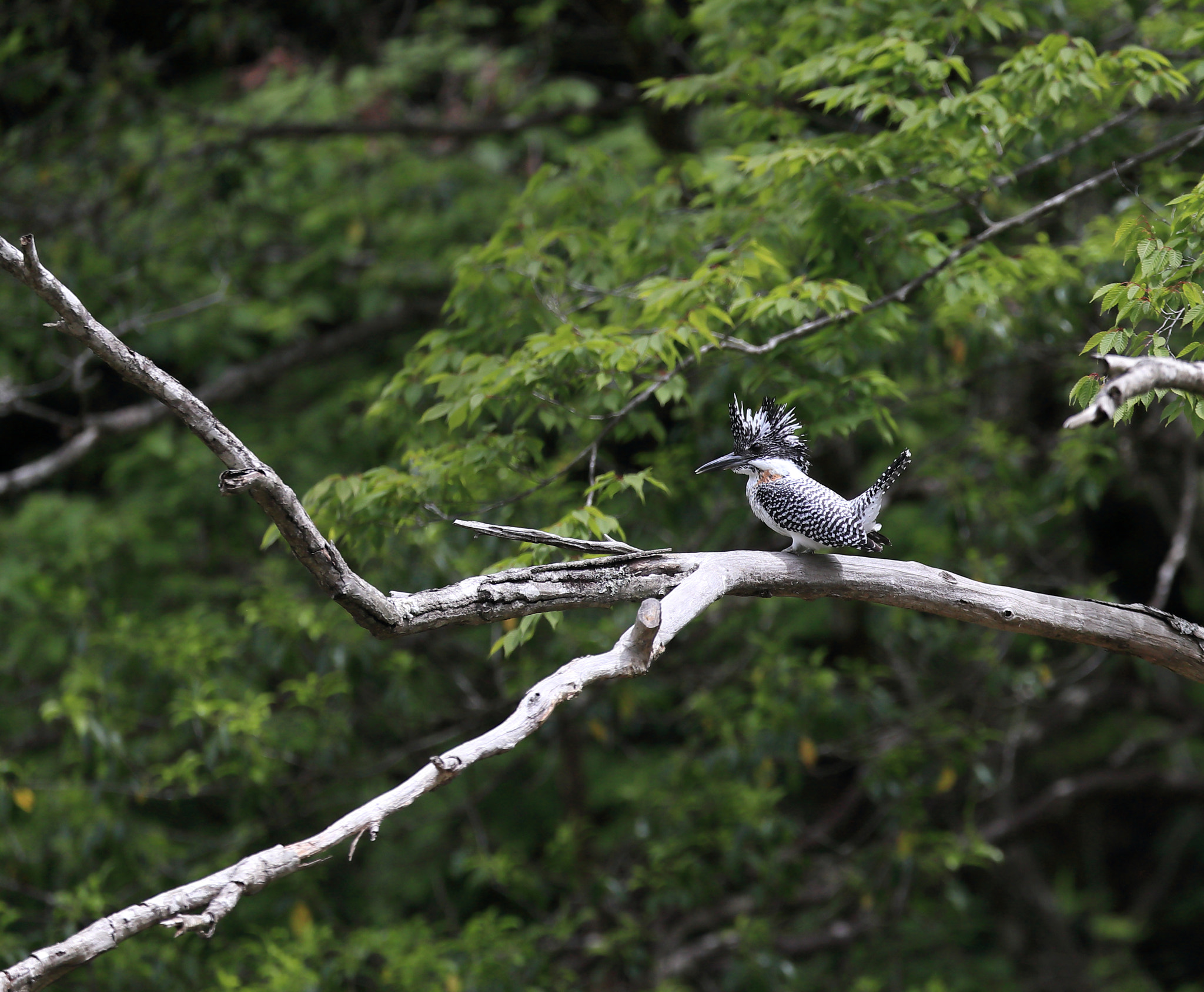 Canon EF 400mm F2.8L IS II USM sample photo. ヤマセミ crested kingfisher photography