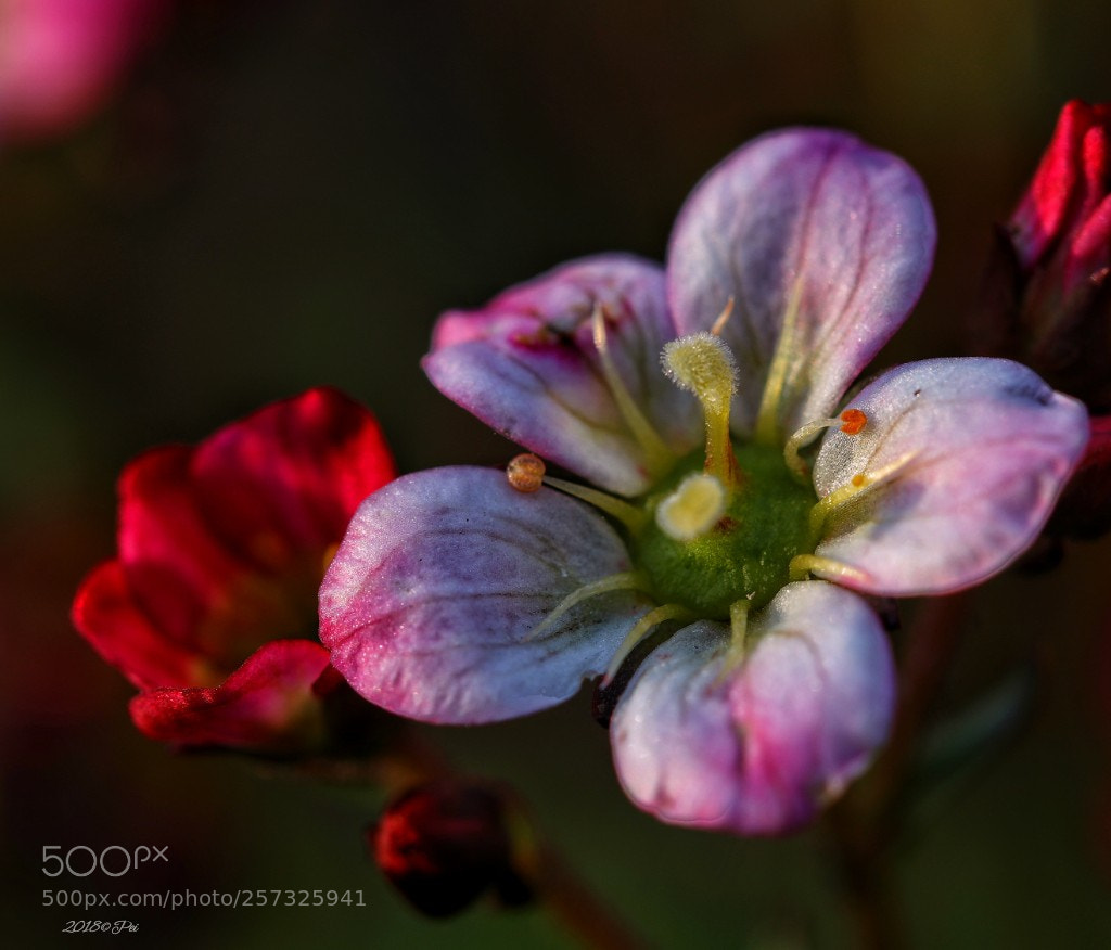 Canon EOS 5D Mark IV sample photo. Untitled photography