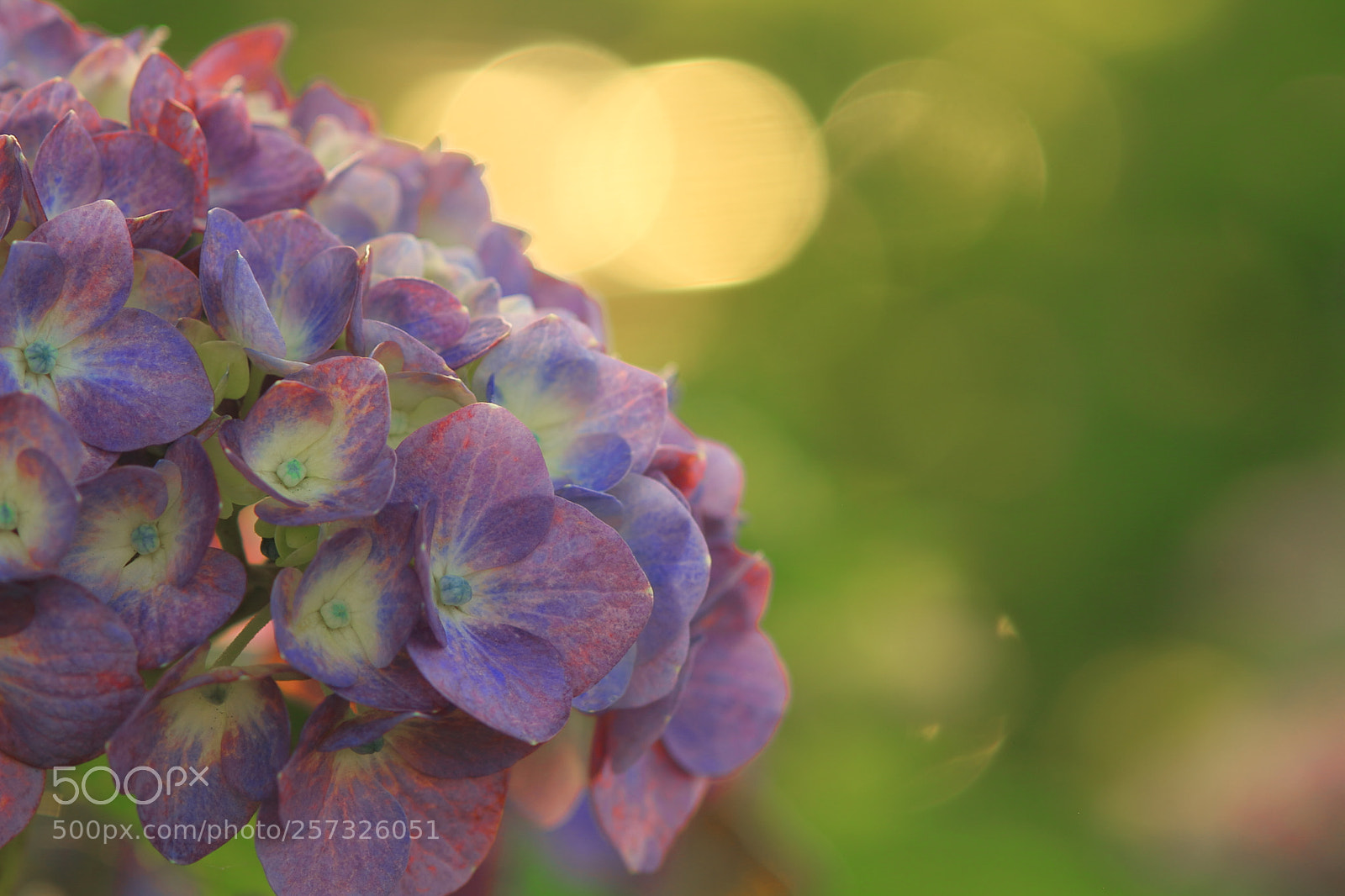 Canon EOS 7D + Canon EF 50mm F1.8 II sample photo. Park of hydrangea flower photography