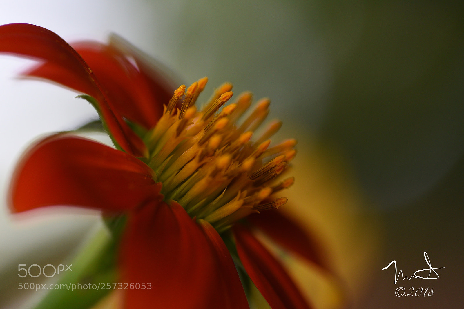 Nikon D750 sample photo. Red photography