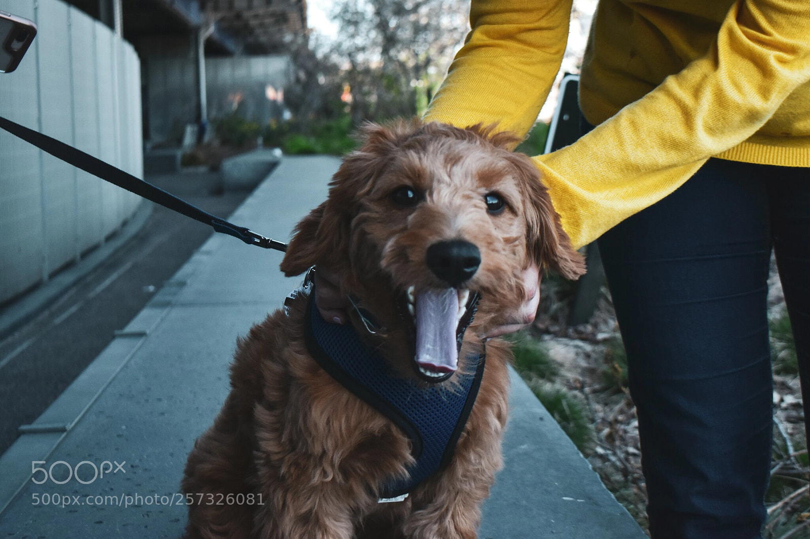 Nikon D5500 sample photo. The cutest new yorker photography