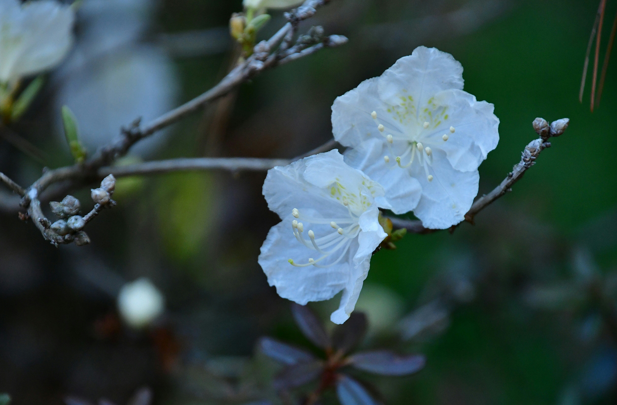 Nikon D7500 sample photo. Branch of azalea  photography