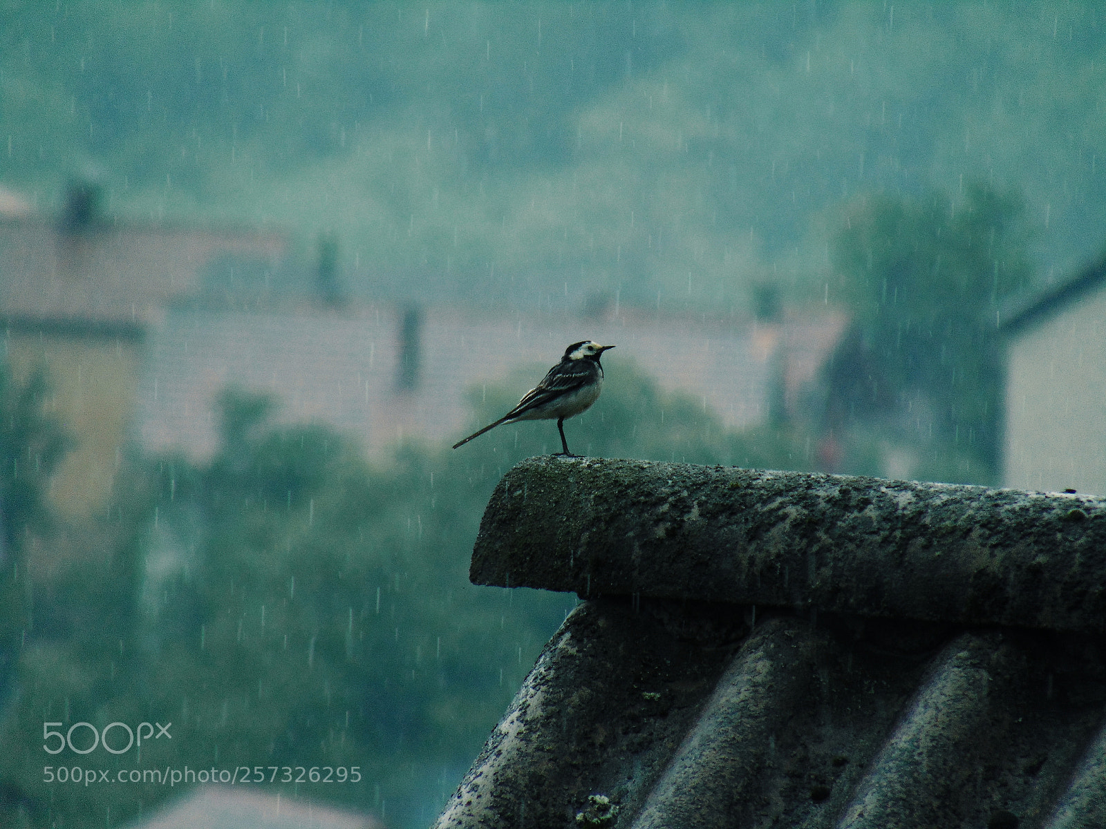 Sony Cyber-shot DSC-H300 sample photo. Bird photography