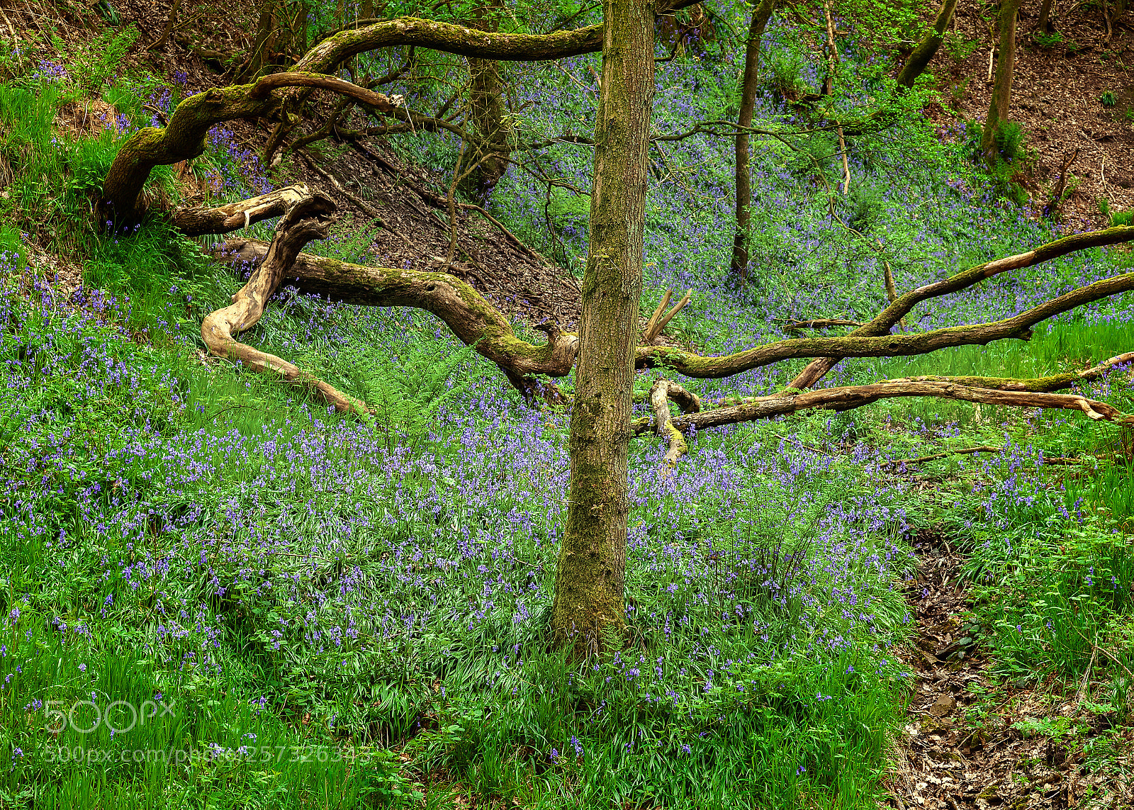 Canon EOS 5D Mark II sample photo. Bluebells in the wood photography