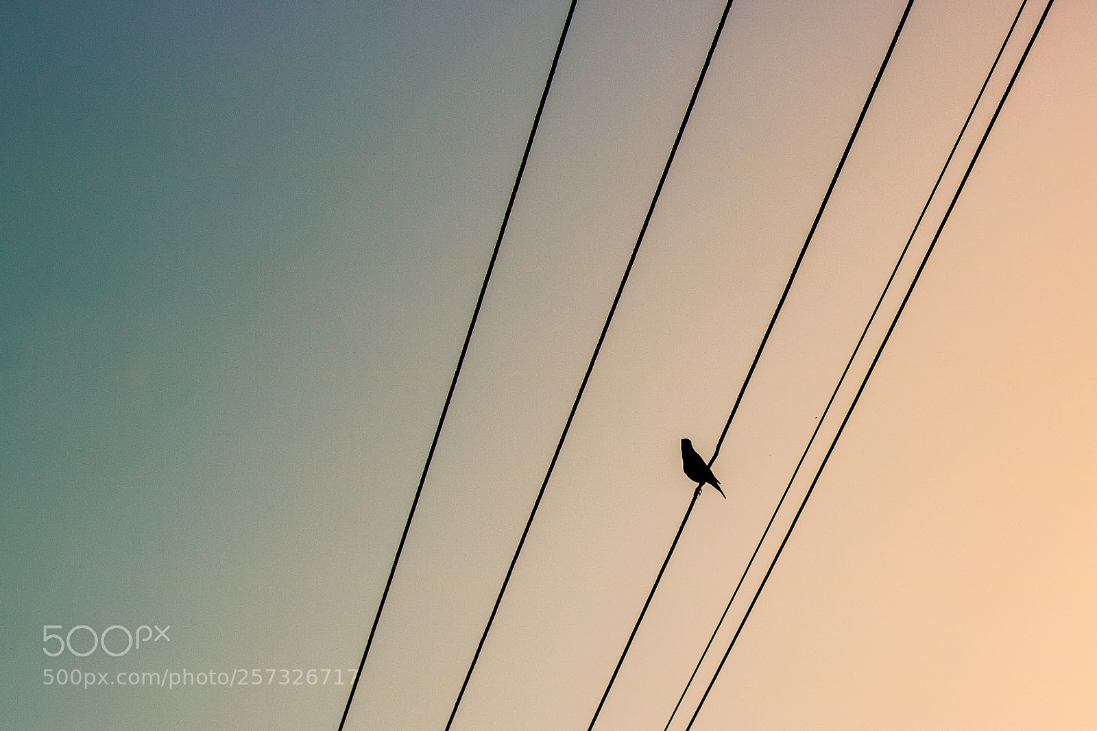 Canon EOS 750D (EOS Rebel T6i / EOS Kiss X8i) sample photo. Morning singing bird :) photography