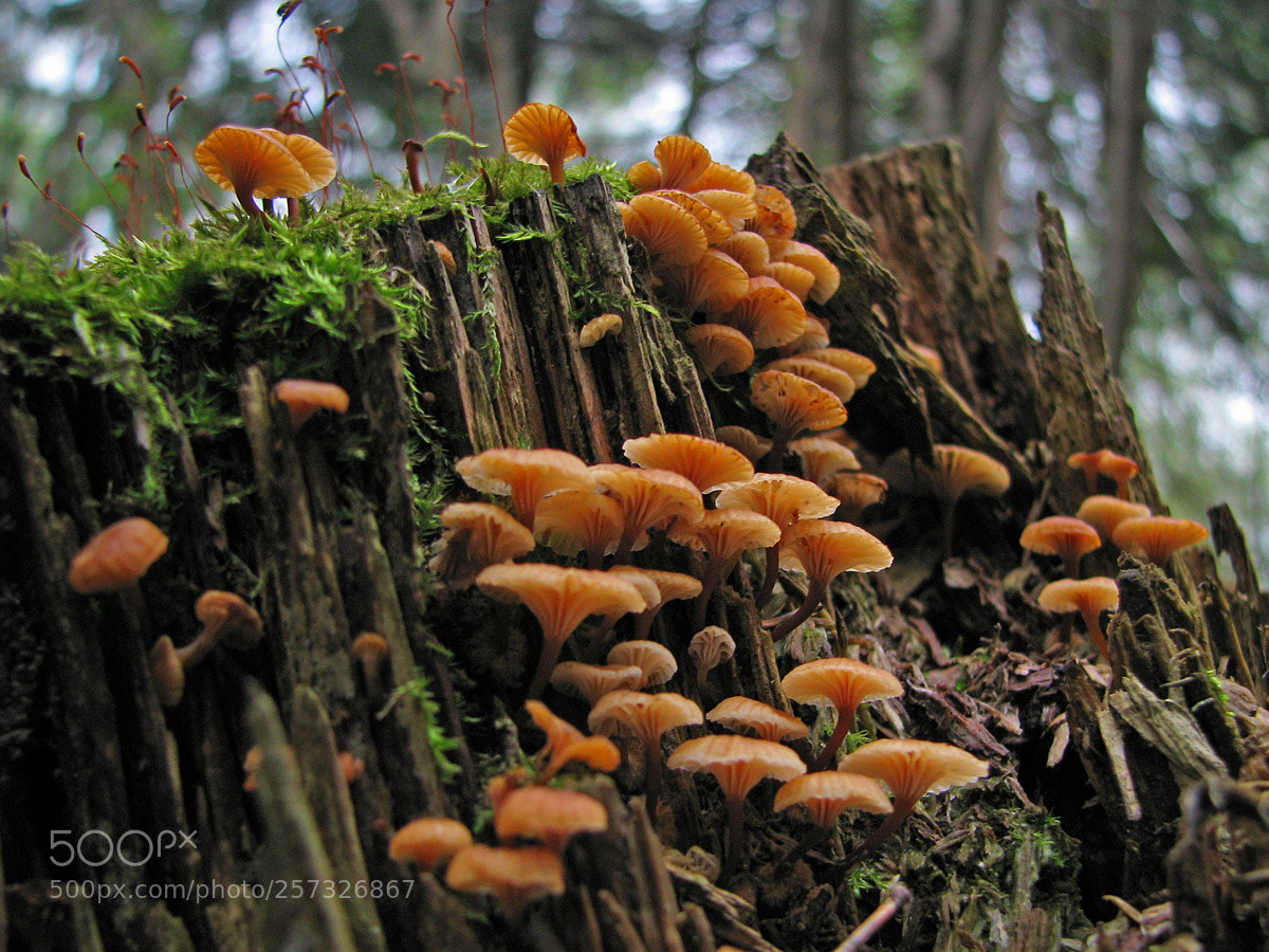 Canon POWERSHOT S5 IS sample photo. Just mushrooms photography