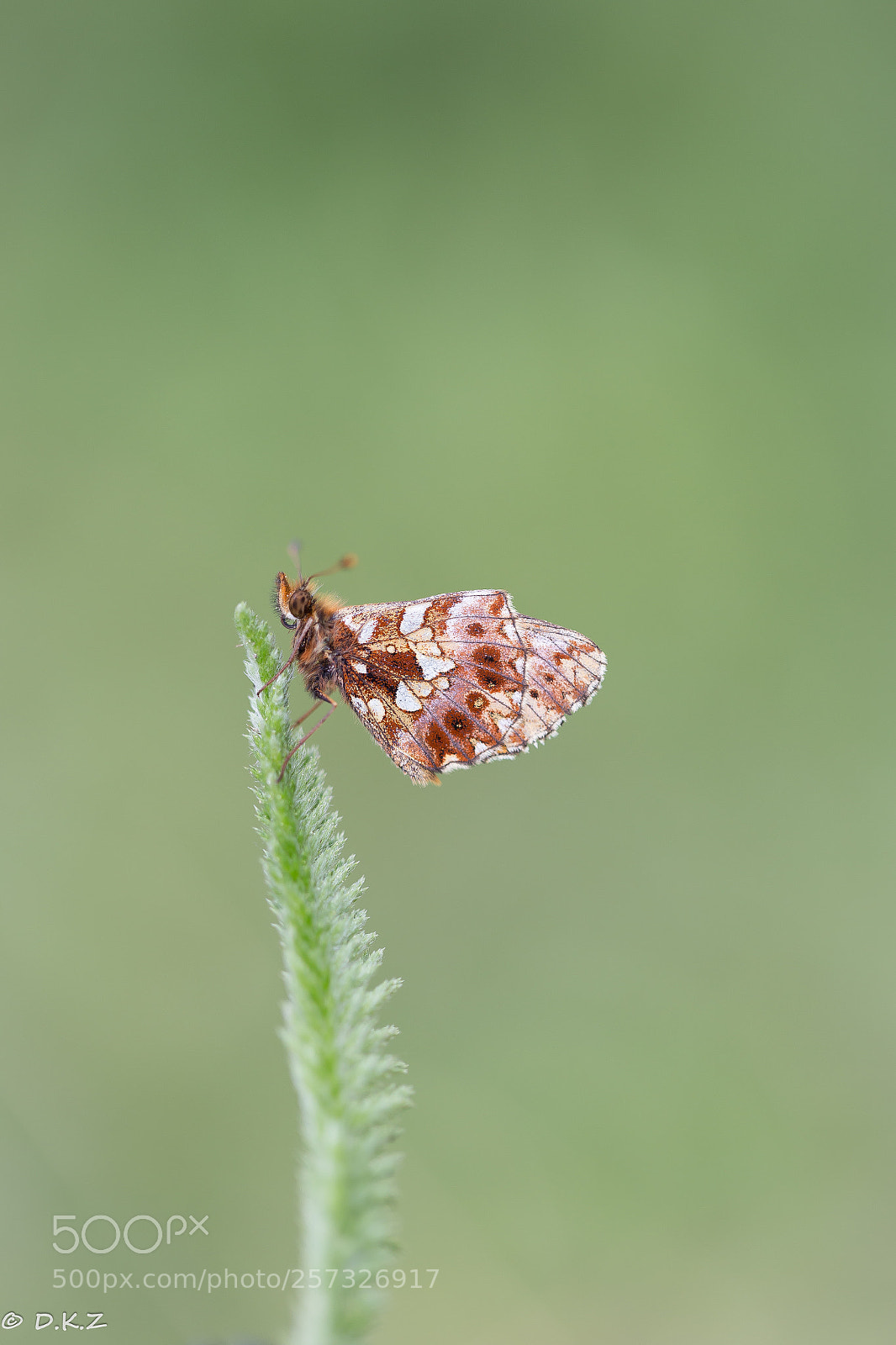Canon EOS 6D sample photo. Magerrasen perlmutterfalter photography