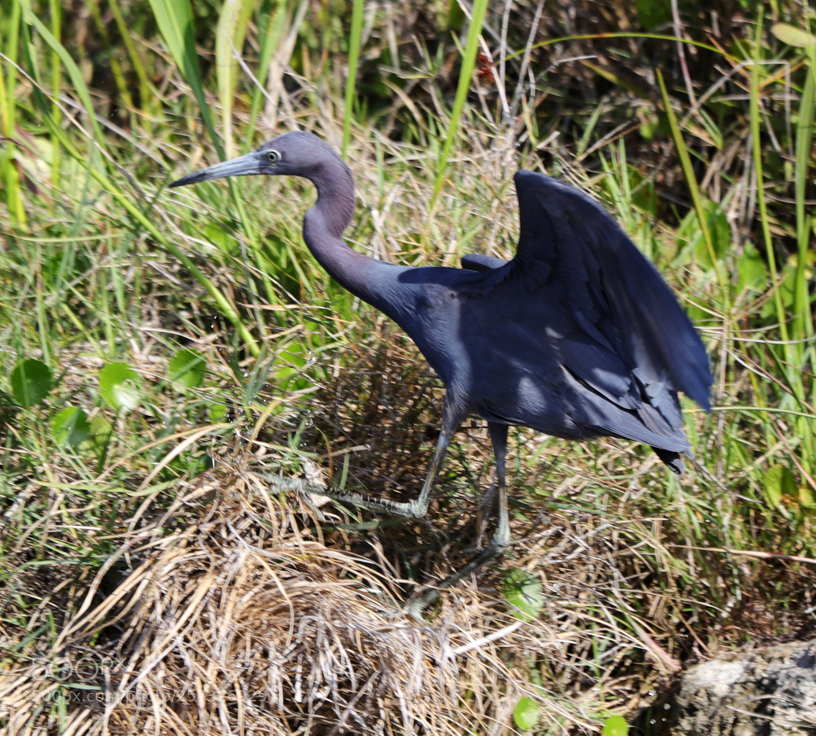 Canon EOS-1D X Mark II sample photo. 05-10-18-0016915.jpg photography