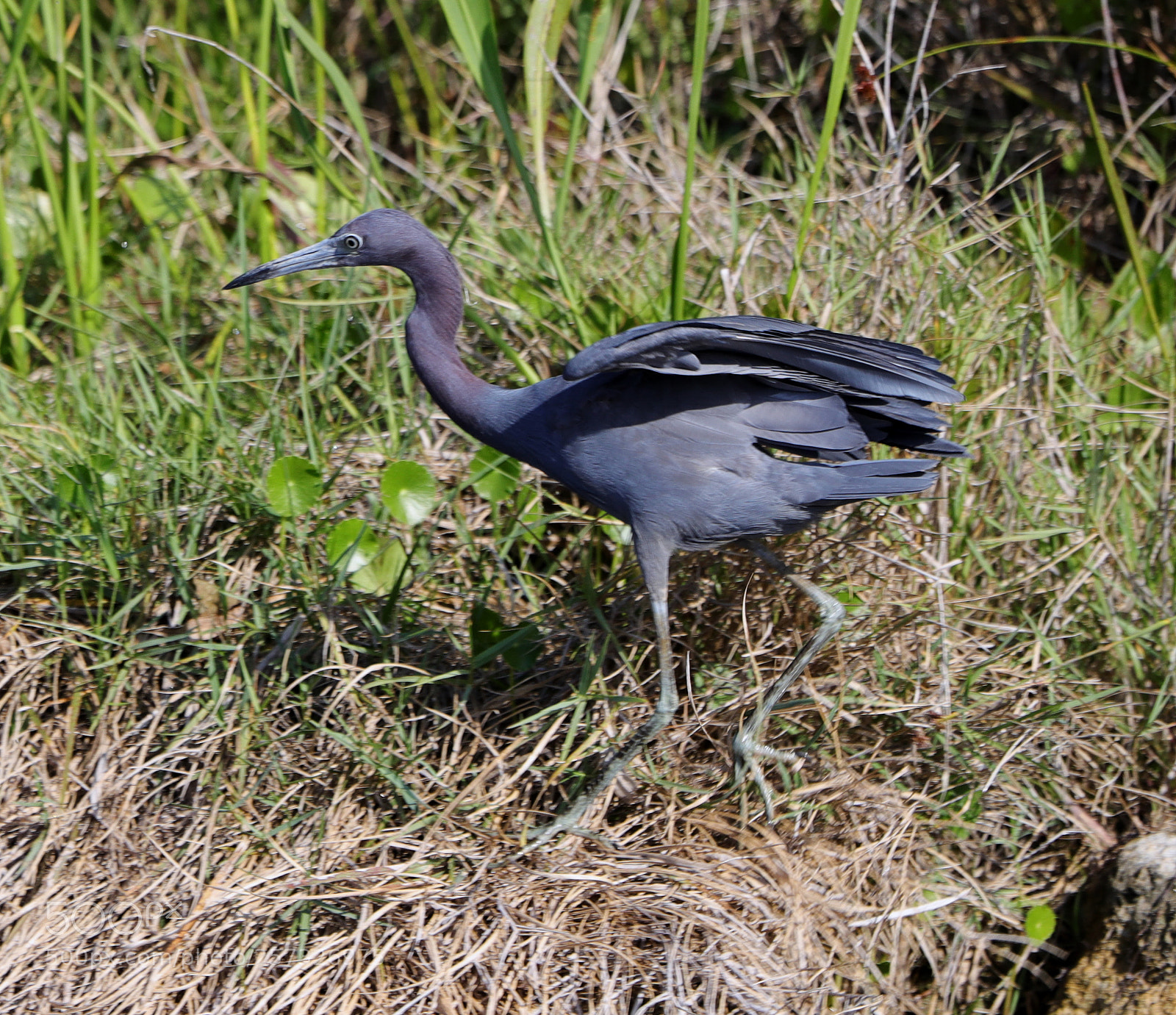 Canon EOS-1D X Mark II sample photo. 05-10-18-0016914.jpg photography