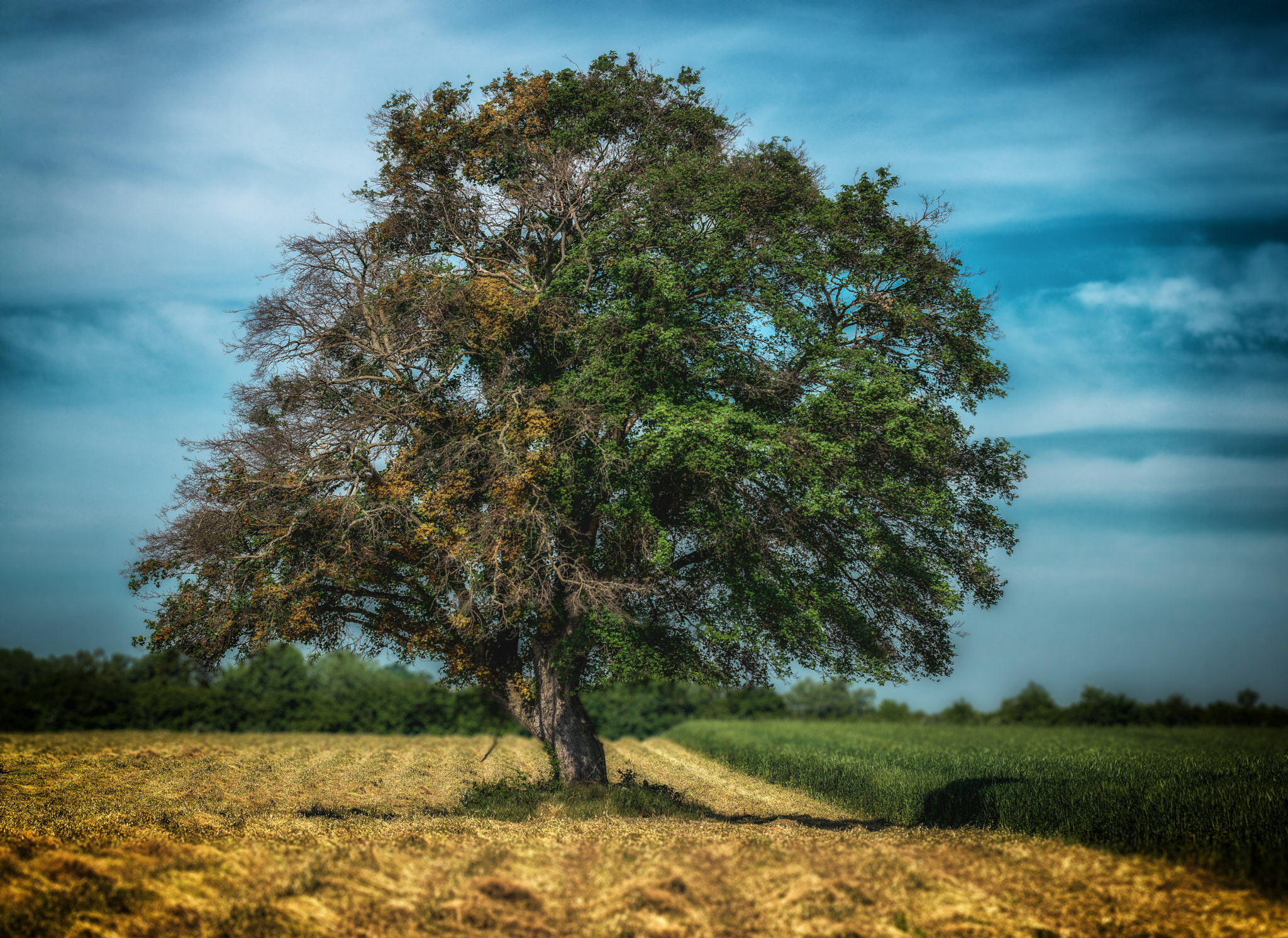 Hasselblad H5D-40 sample photo. Lonely tree photography
