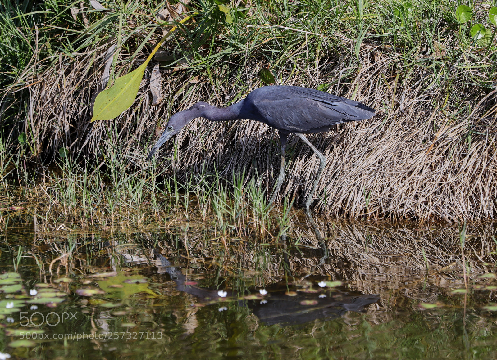 Canon EOS-1D X Mark II sample photo. 05-10-18-0016910.jpg photography