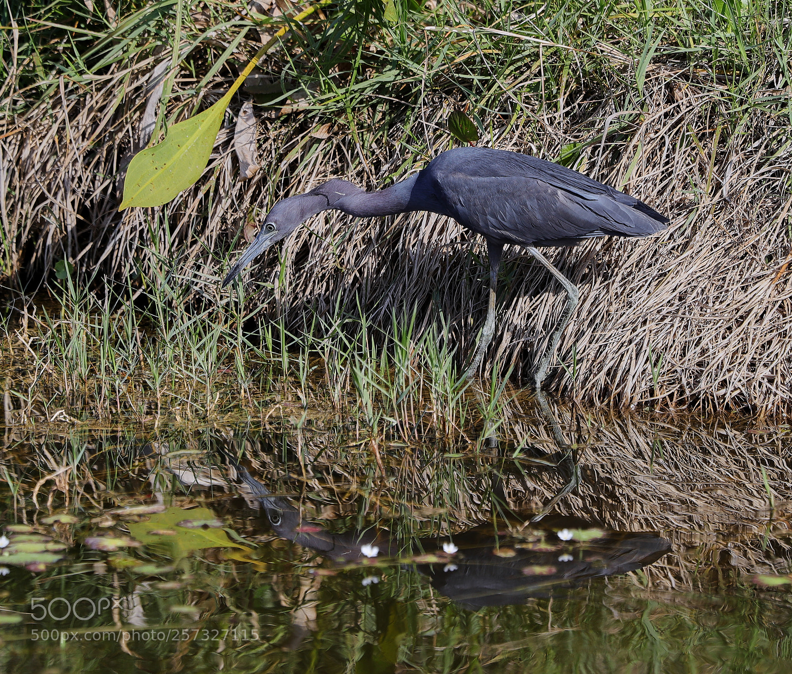 Canon EOS-1D X Mark II sample photo. 05-10-18-0016909.jpg photography