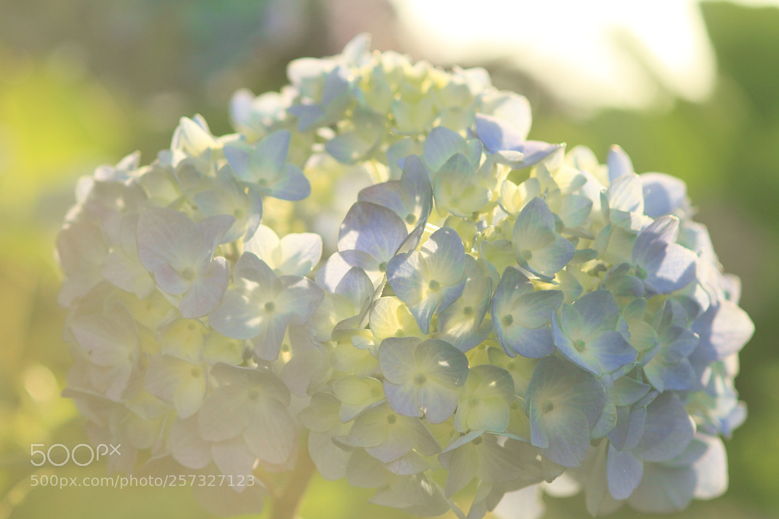 Canon EOS 7D + Canon EF 50mm F1.8 II sample photo. Hydrangea flower photography