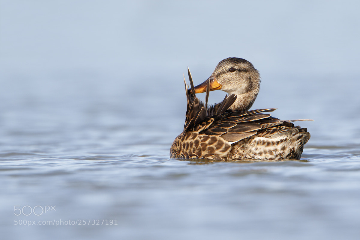 Canon EOS 7D Mark II sample photo. Gadwall (female) photography