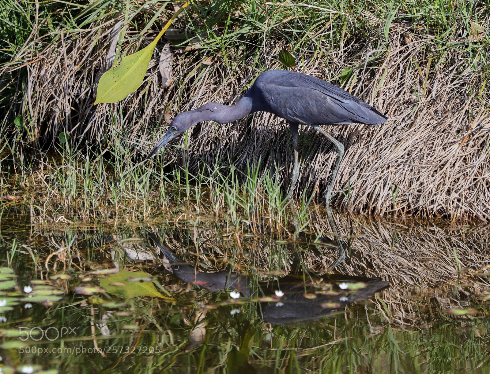 Canon EOS-1D X Mark II sample photo. 05-10-18-0016907.jpg photography