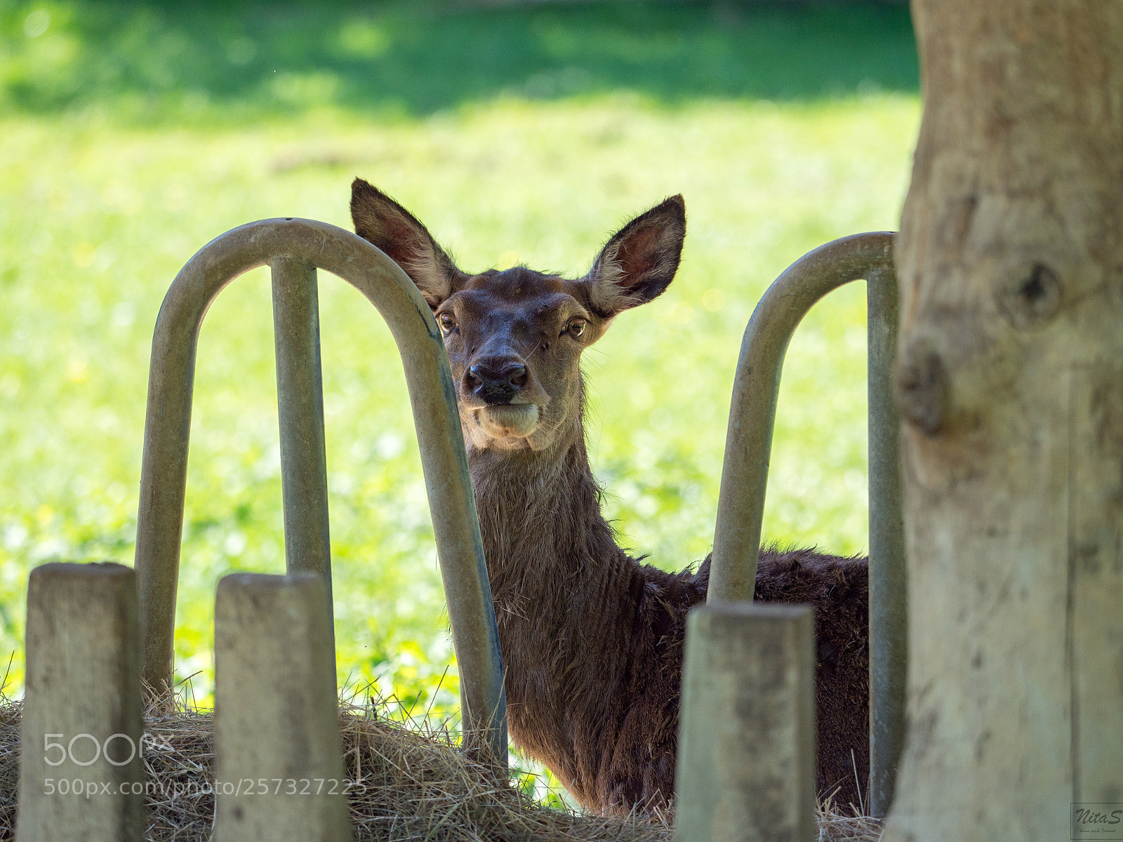 Olympus OM-D E-M1 Mark II sample photo. Hello there photography
