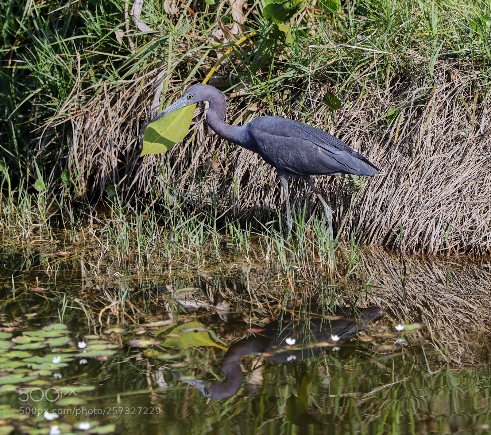 Canon EOS-1D X Mark II sample photo. 05-10-18-0016906.jpg photography