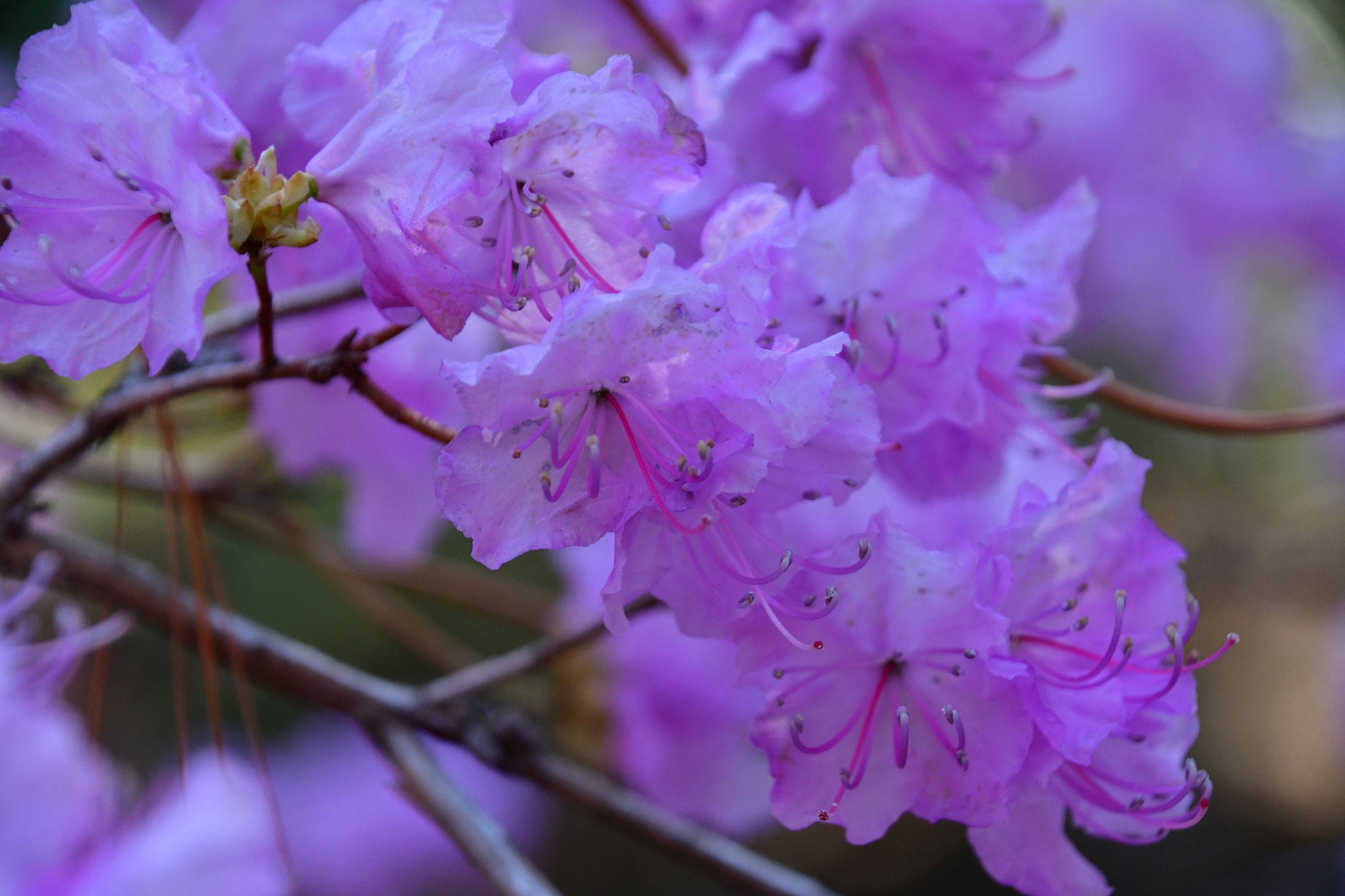 Nikon D7500 sample photo. Purple azalea  photography