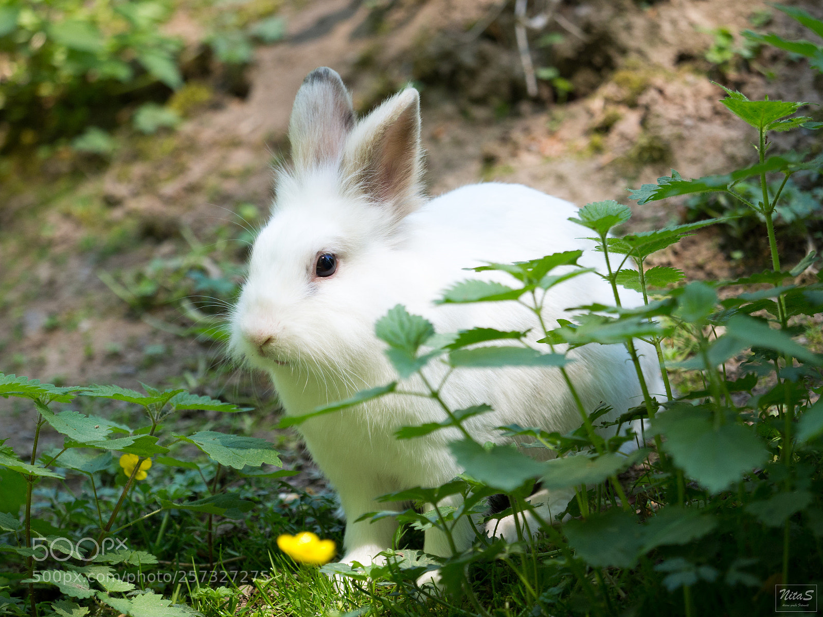 Olympus OM-D E-M1 Mark II sample photo. Rabbit photography