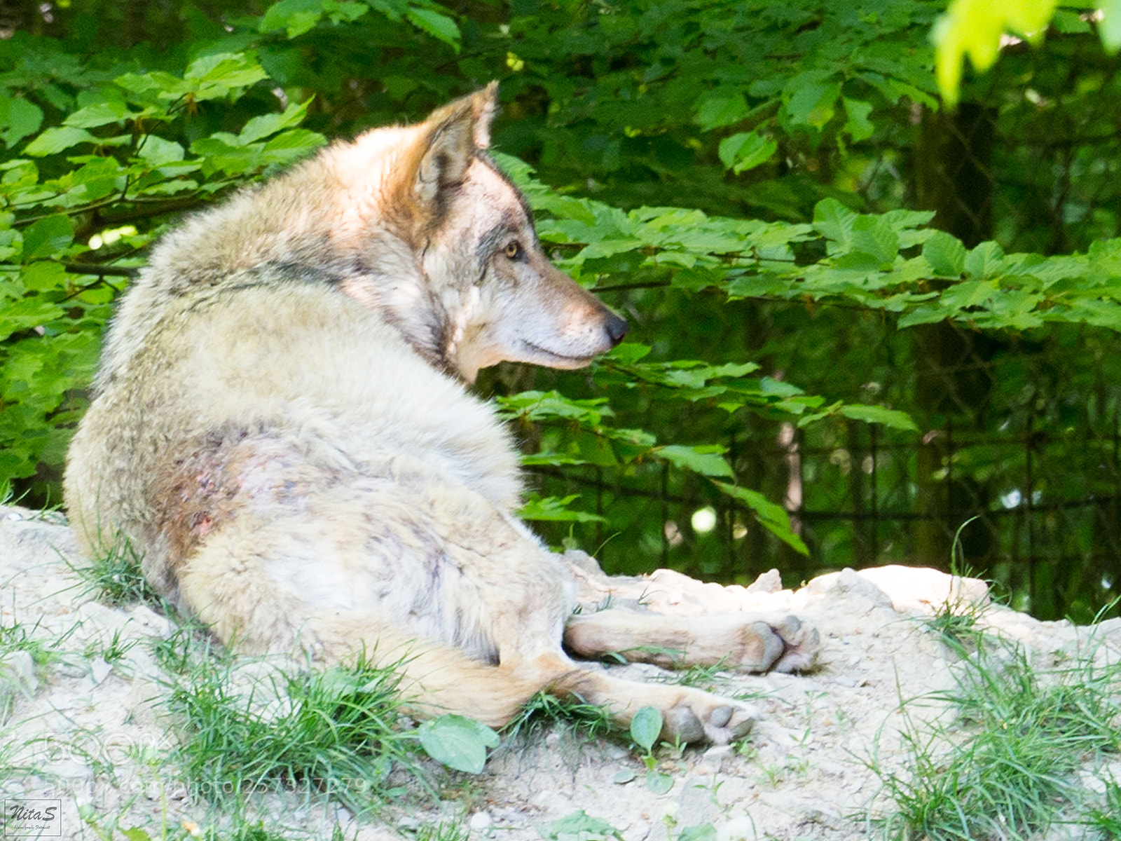 Olympus OM-D E-M1 Mark II sample photo. Wolves photography