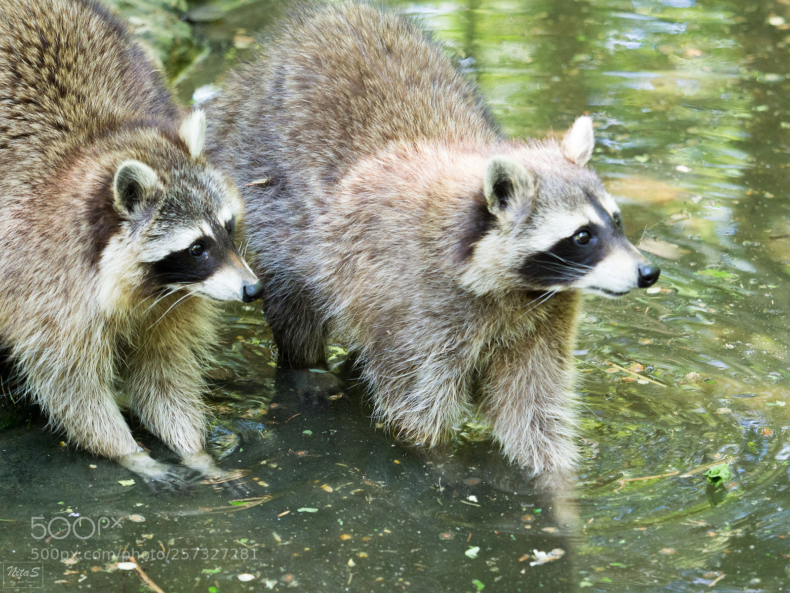 Olympus OM-D E-M1 Mark II sample photo. Raccoon photography