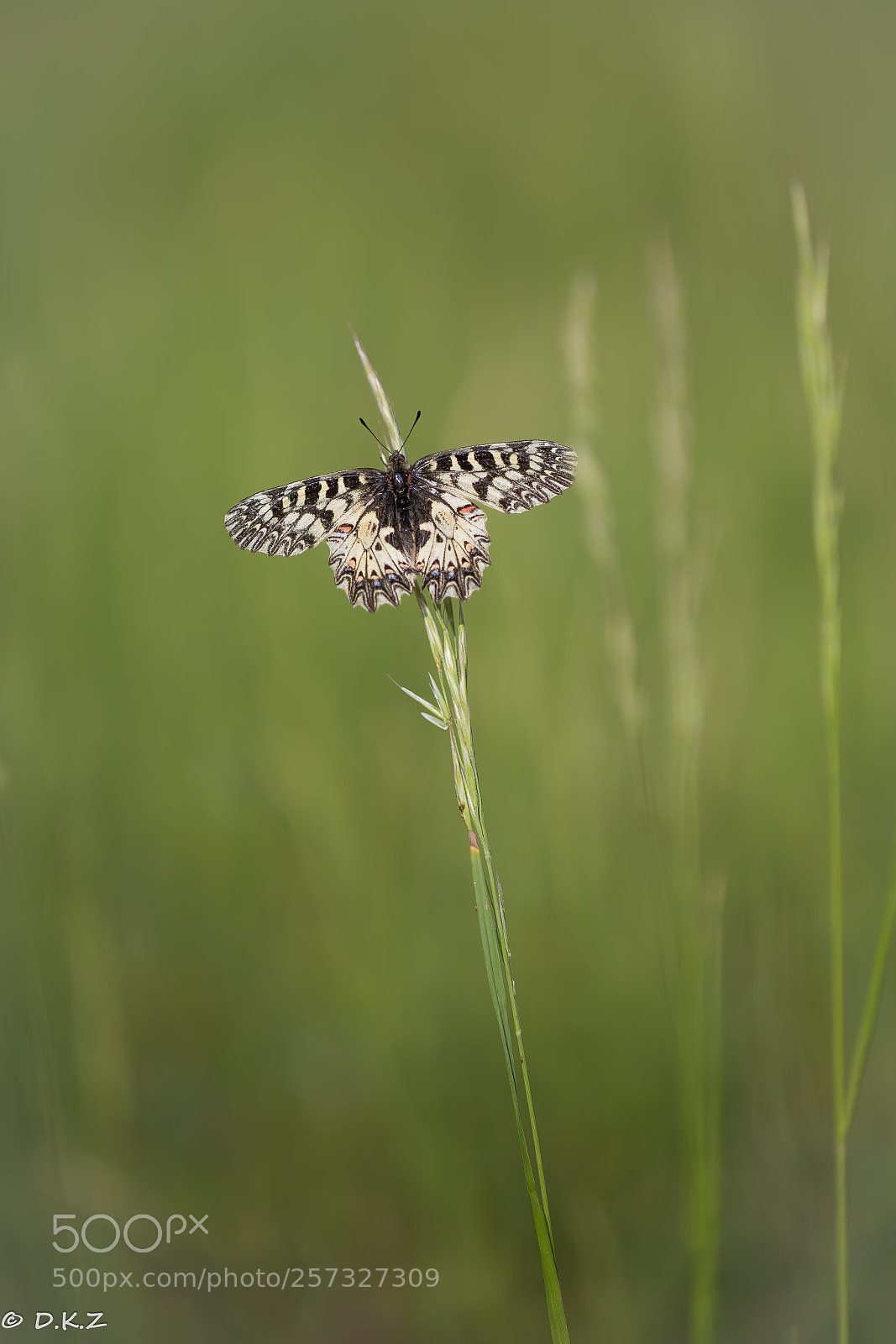 Canon EOS 6D sample photo. Osterluzeifalter photography