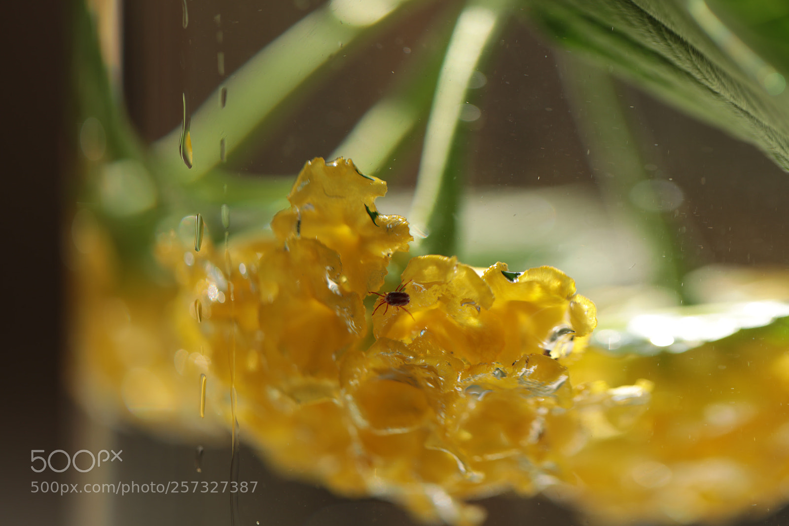 Canon EOS 5DS R sample photo. The insect. photography
