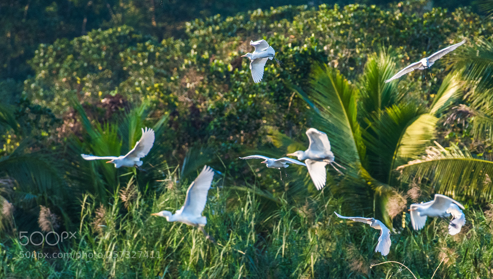 Nikon D810 sample photo. 白鹭 photography