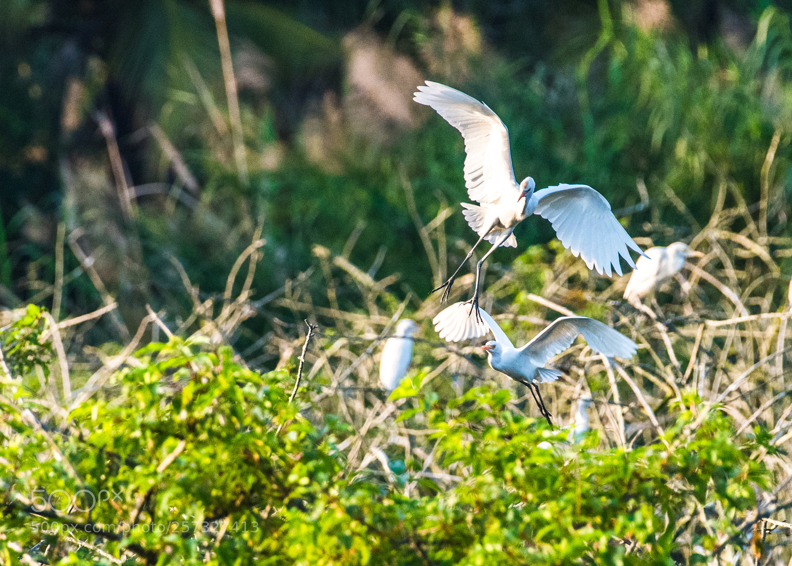 Nikon D810 sample photo. 白鹭 photography