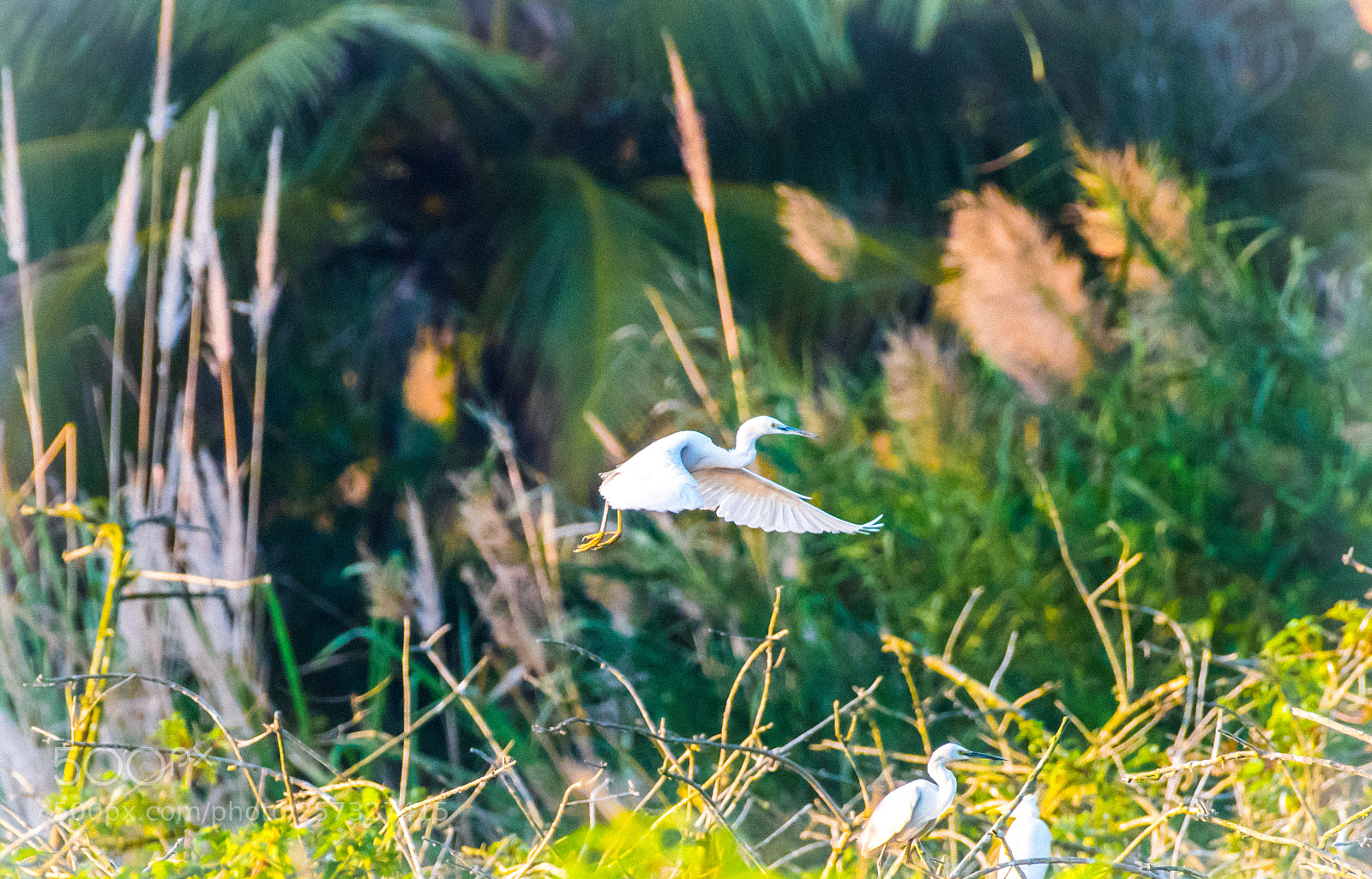 Nikon D810 sample photo. 白鹭 photography