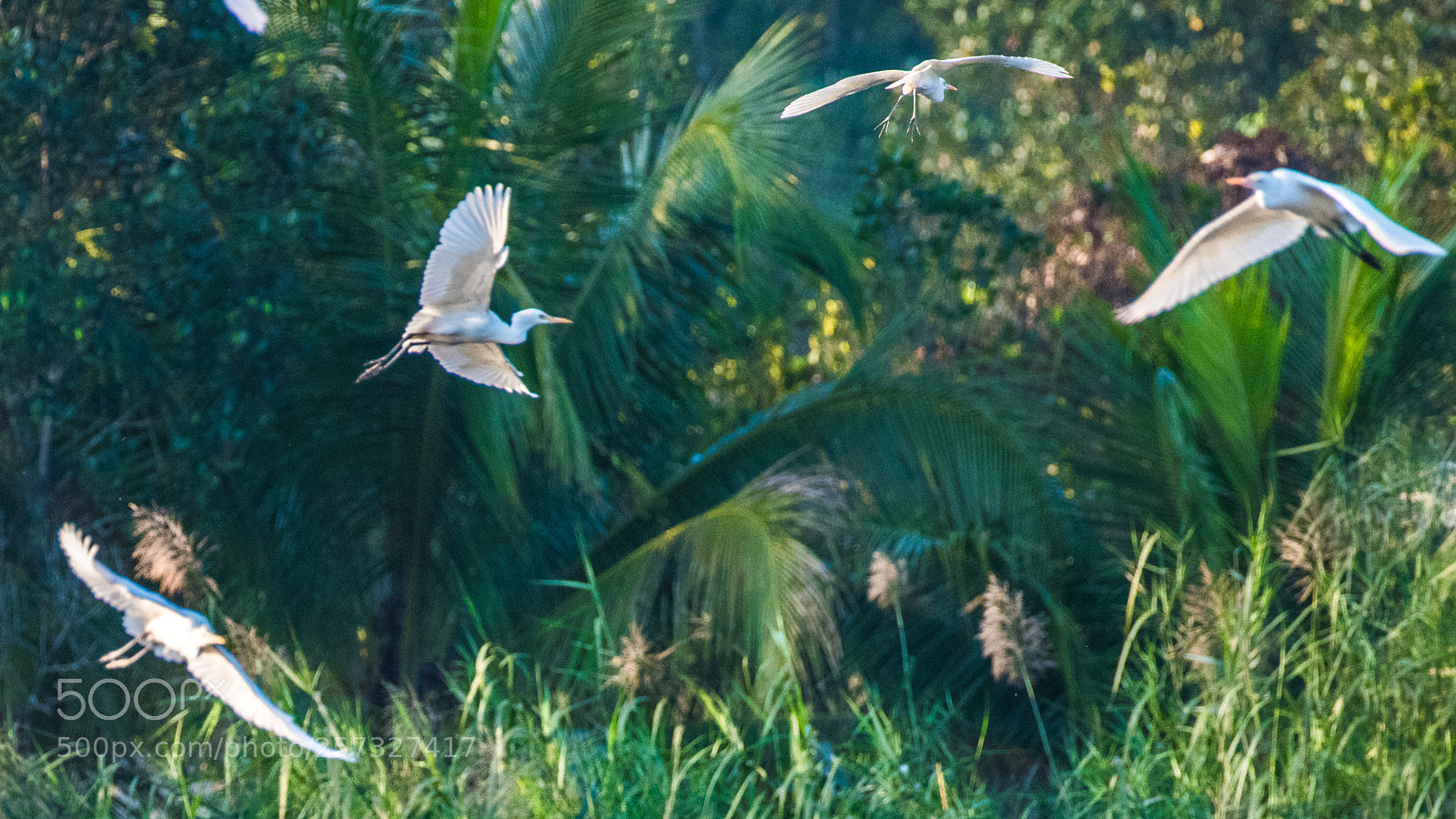 Nikon D810 sample photo. 白鹭 photography