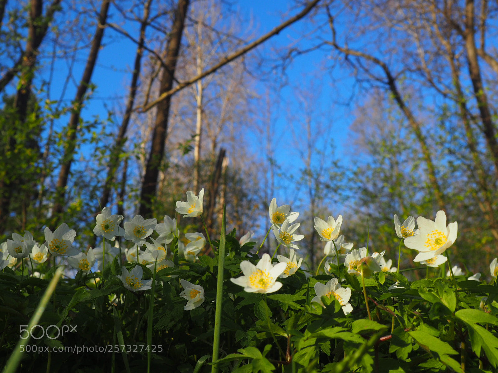 Olympus OM-D E-M10 II sample photo. Spring beauty photography