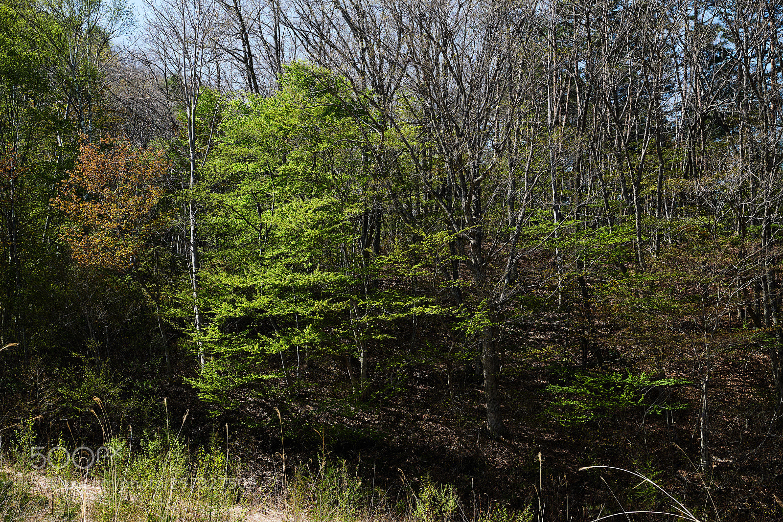 Nikon D850 sample photo. Fresh green photography